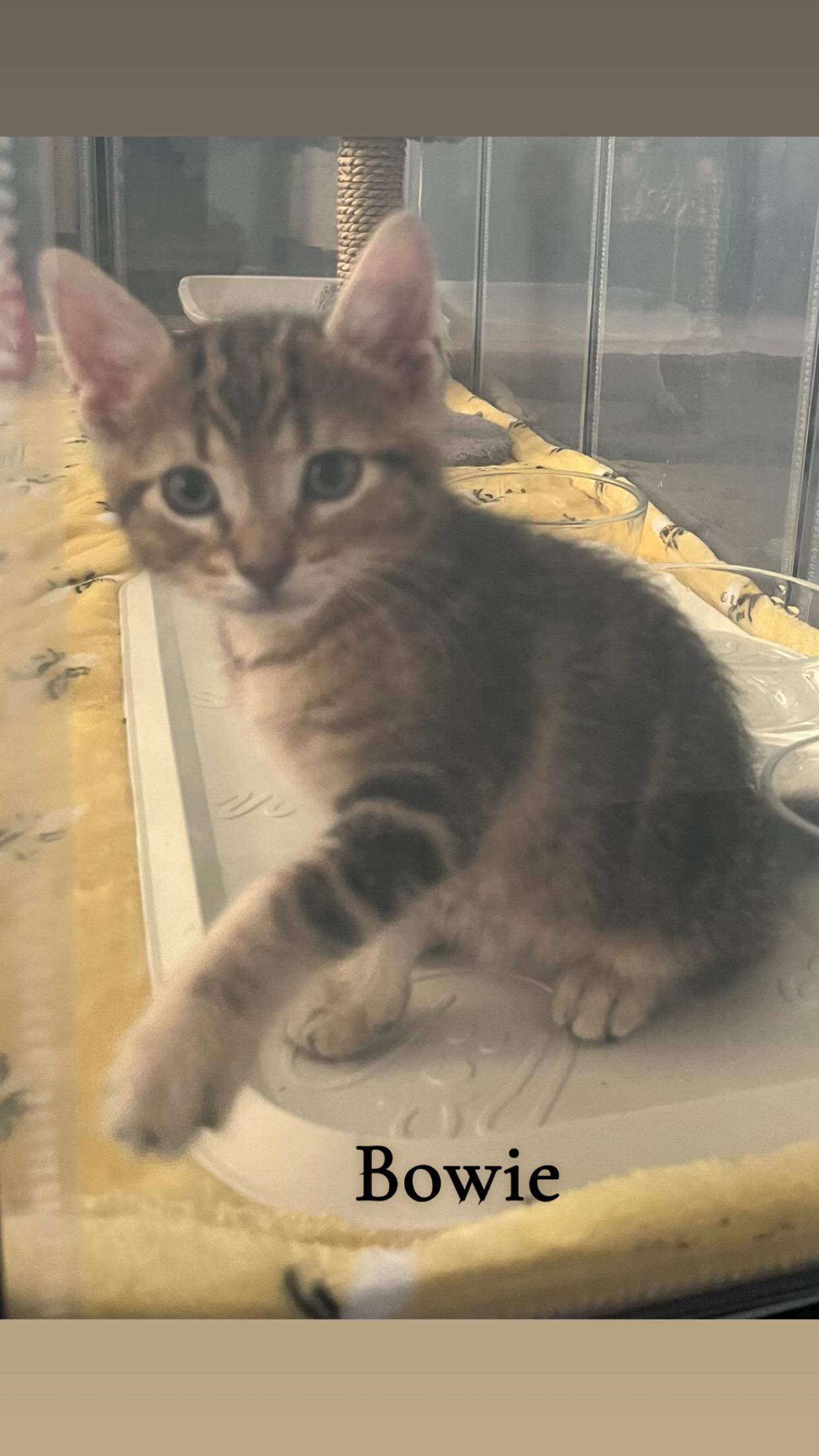 Adoption event - Pet Valu Oakwoods - August 16, 12pm-2pm, an adopted Tabby in Mississauga, ON image 3/6
