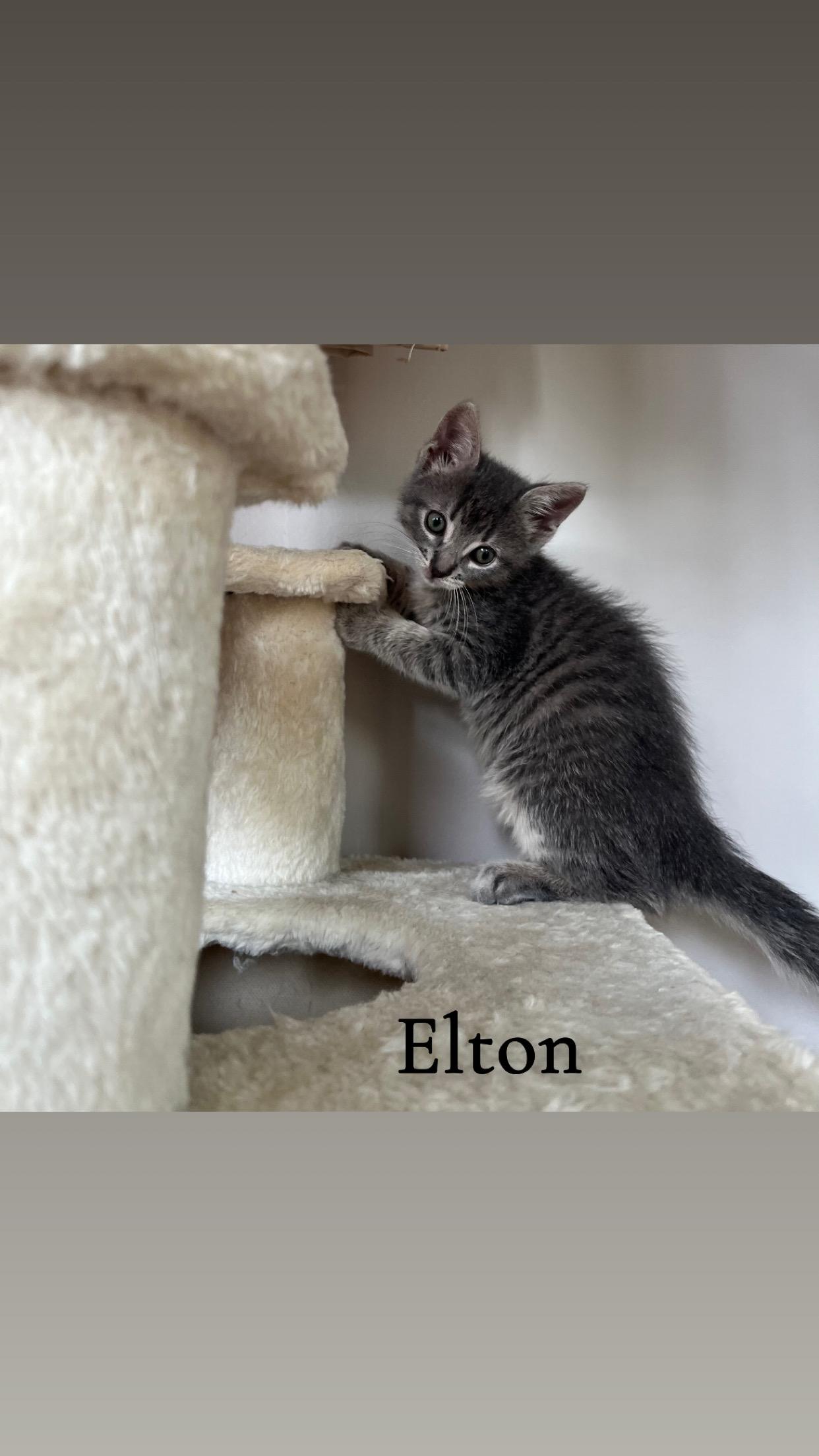 Adoption event - Pet Valu Oakwoods - August 16, 12pm-2pm, an adopted Tabby in Mississauga, ON image 4/6