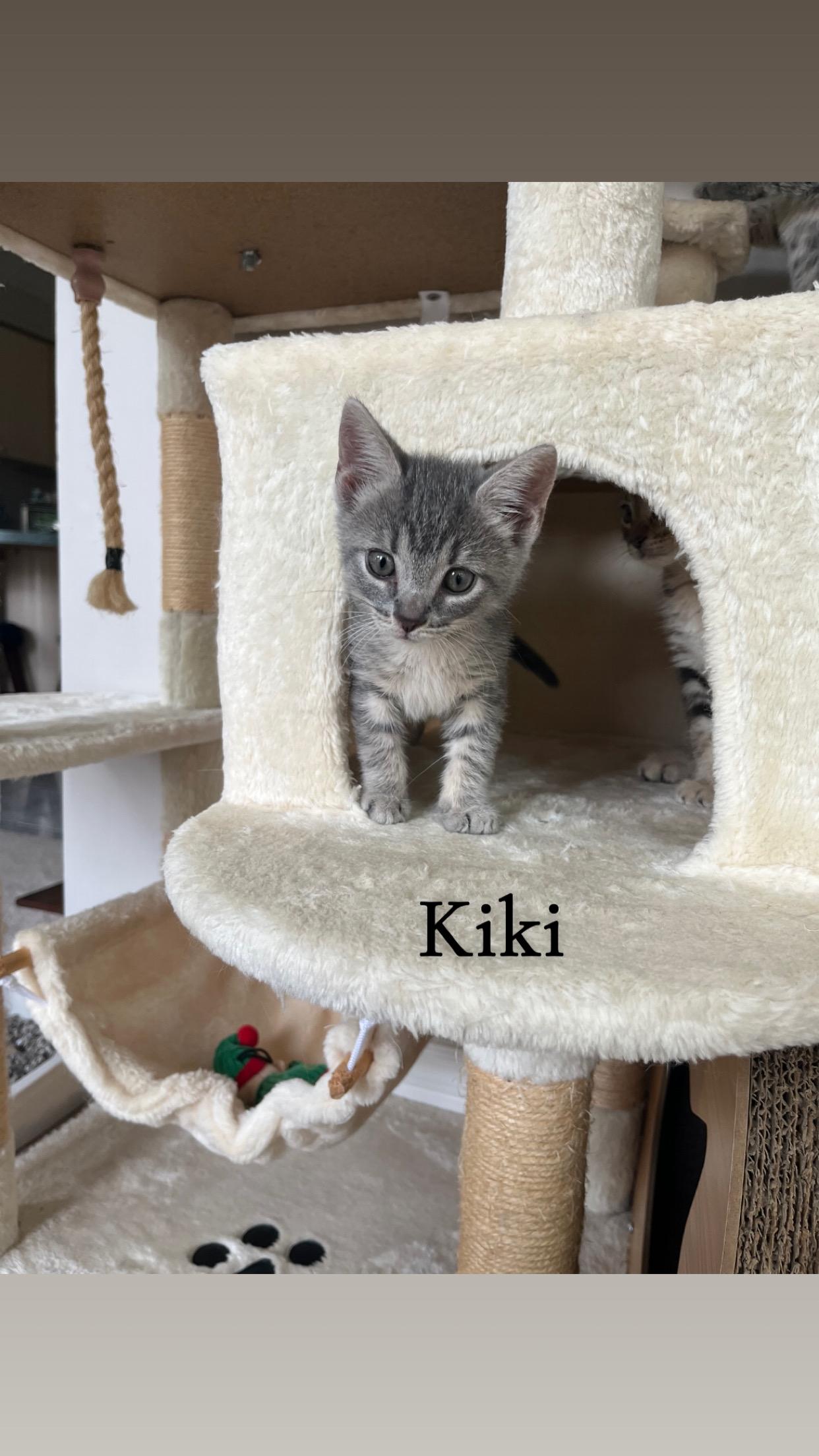 Adoption event - Pet Valu Oakwoods - August 16, 12pm-2pm, an adopted Tabby in Mississauga, ON image 5/6