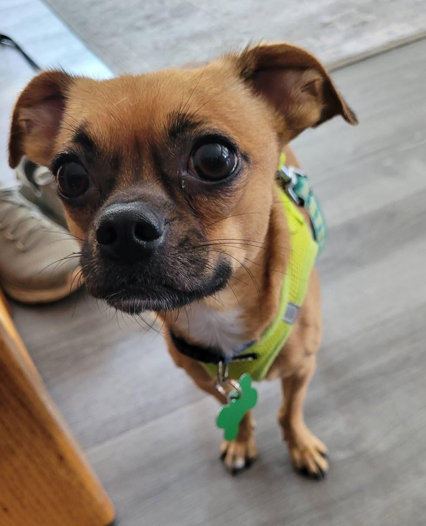 Mikey, a Adoptable mixed breed in Covington, WA image 1/5