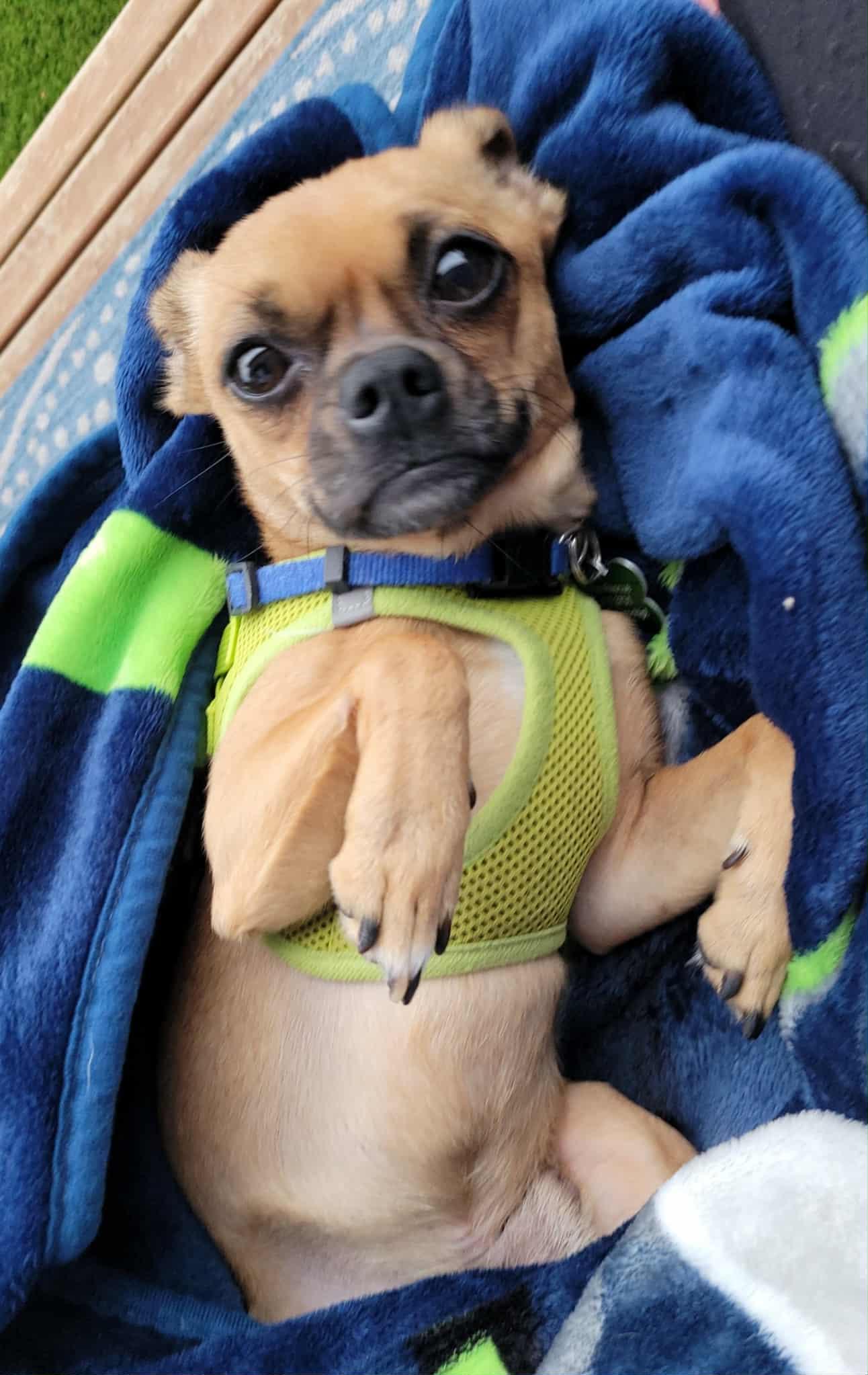 Mikey, a Adoptable mixed breed in Covington, WA image 2/5