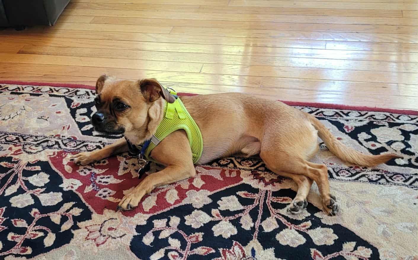 Mikey, a Adoptable mixed breed in Covington, WA image 3/5