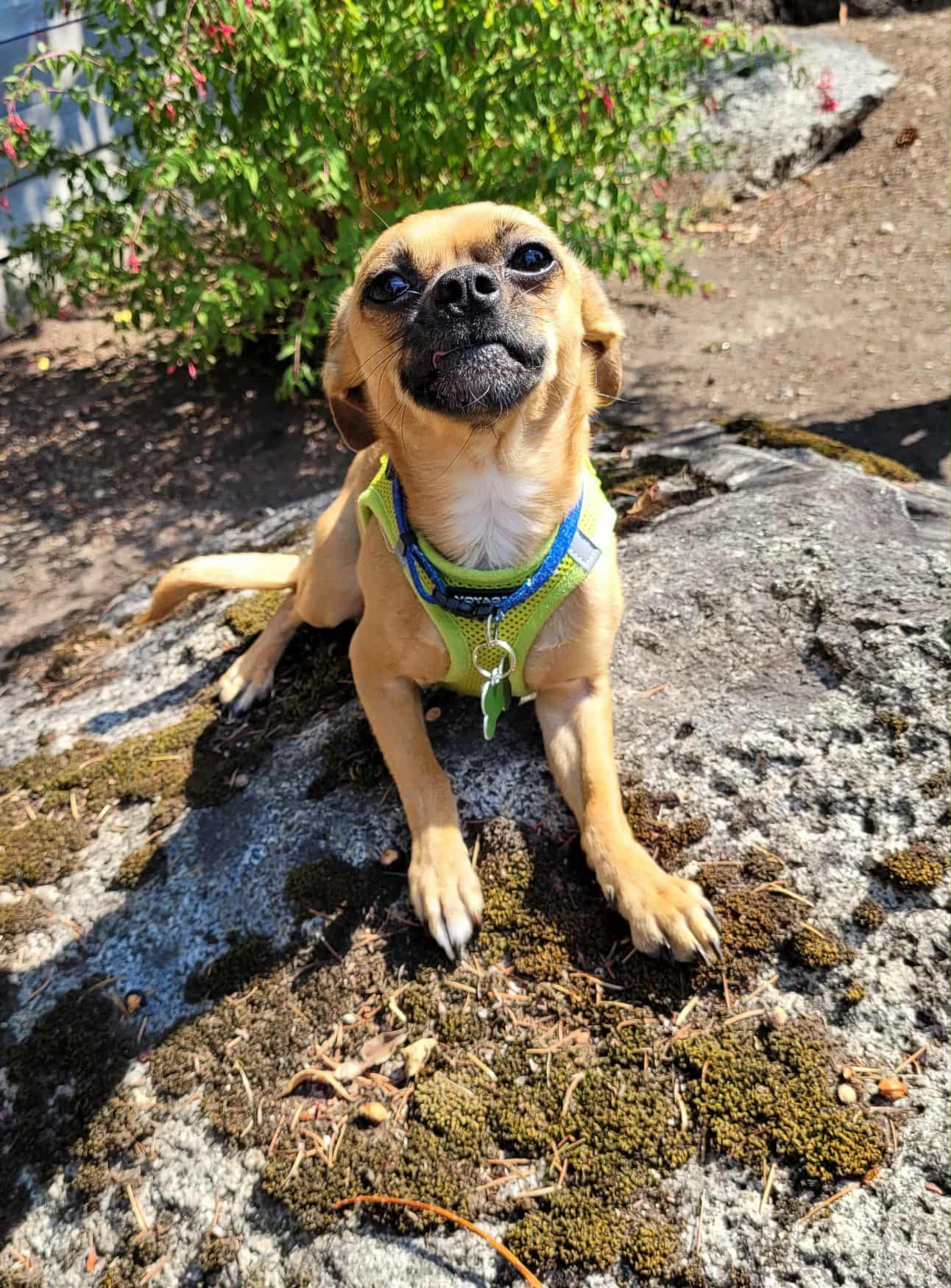 Mikey, a Adoptable mixed breed in Covington, WA image 5/5