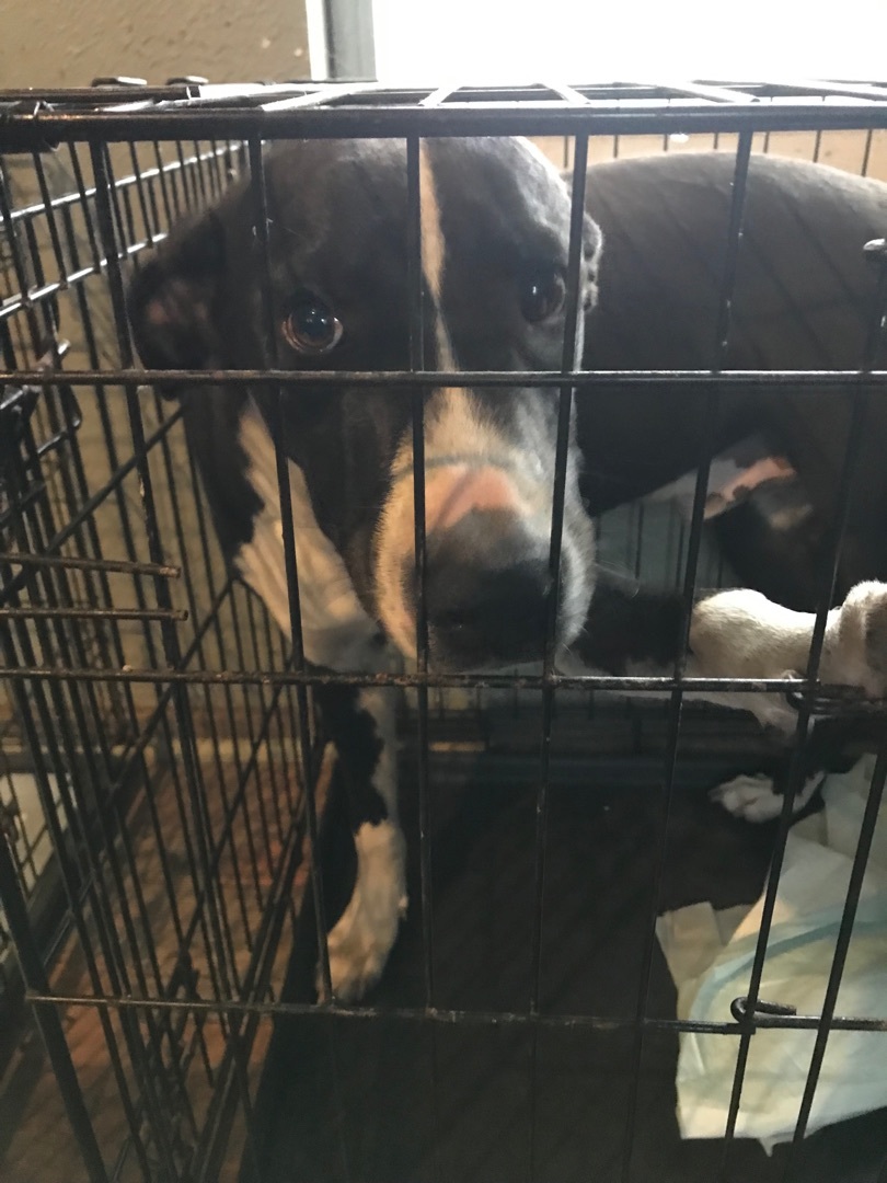 Enlarge Wesley, a Adoptable mixed breed in Beaverton, OR image 1/4