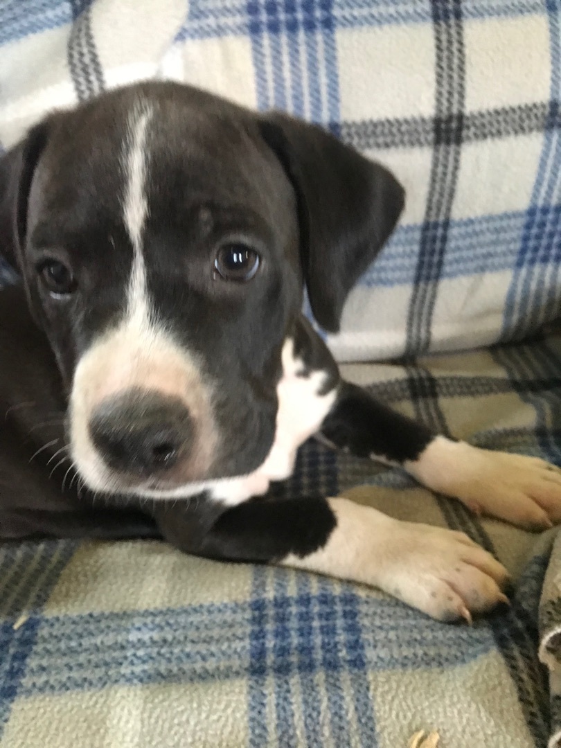 Enlarge Wesley, a Adoptable mixed breed in Beaverton, OR image 3/4