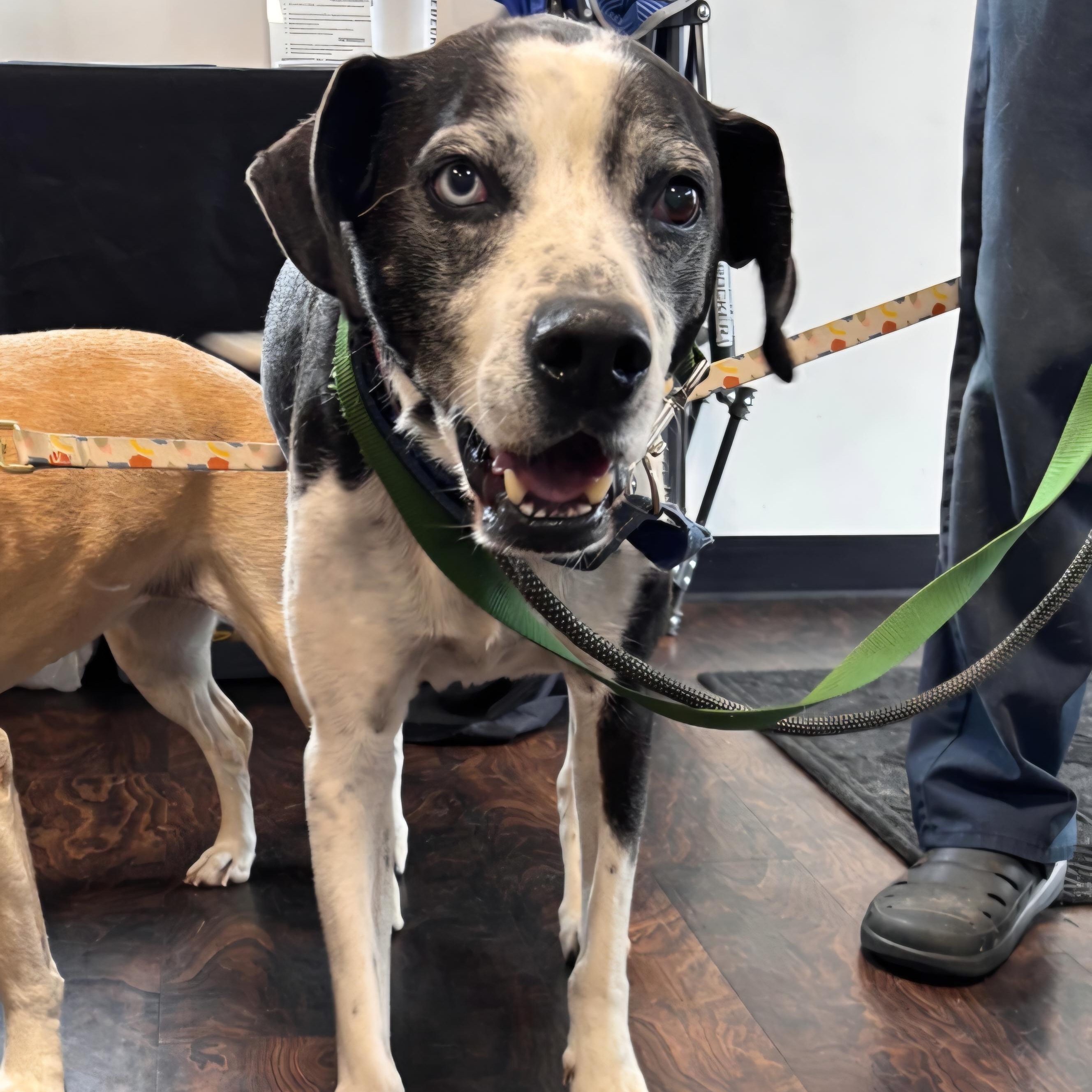 Enlarge Ozzie (& Jade), a Adoptable mixed breed in Marengo, IL image 6/6