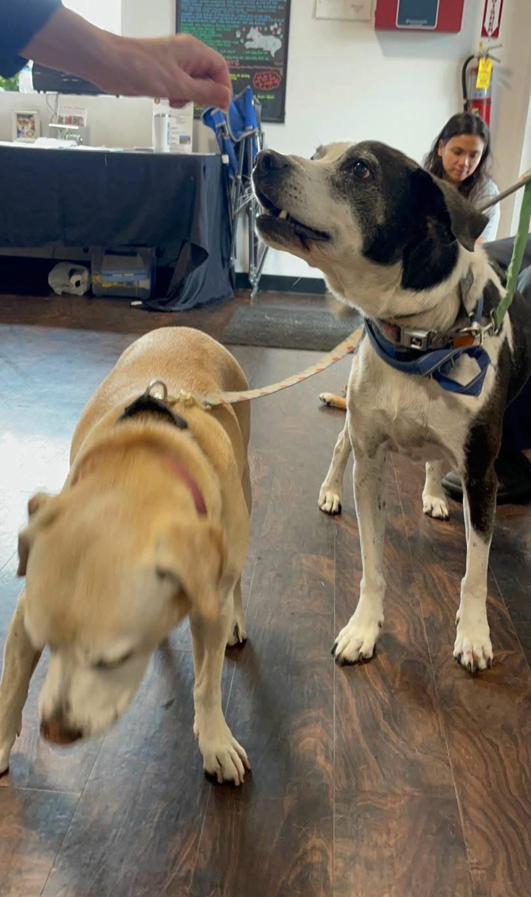 Enlarge Ozzie (& Jade), a Adoptable mixed breed in Marengo, IL image 5/6