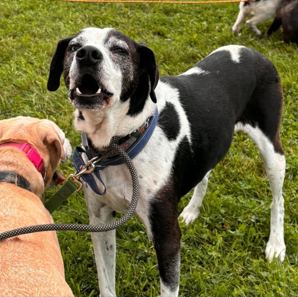 Ozzie (& Jade), Adoptable, Senior Male Mixed Breed & Australian Shepherd.