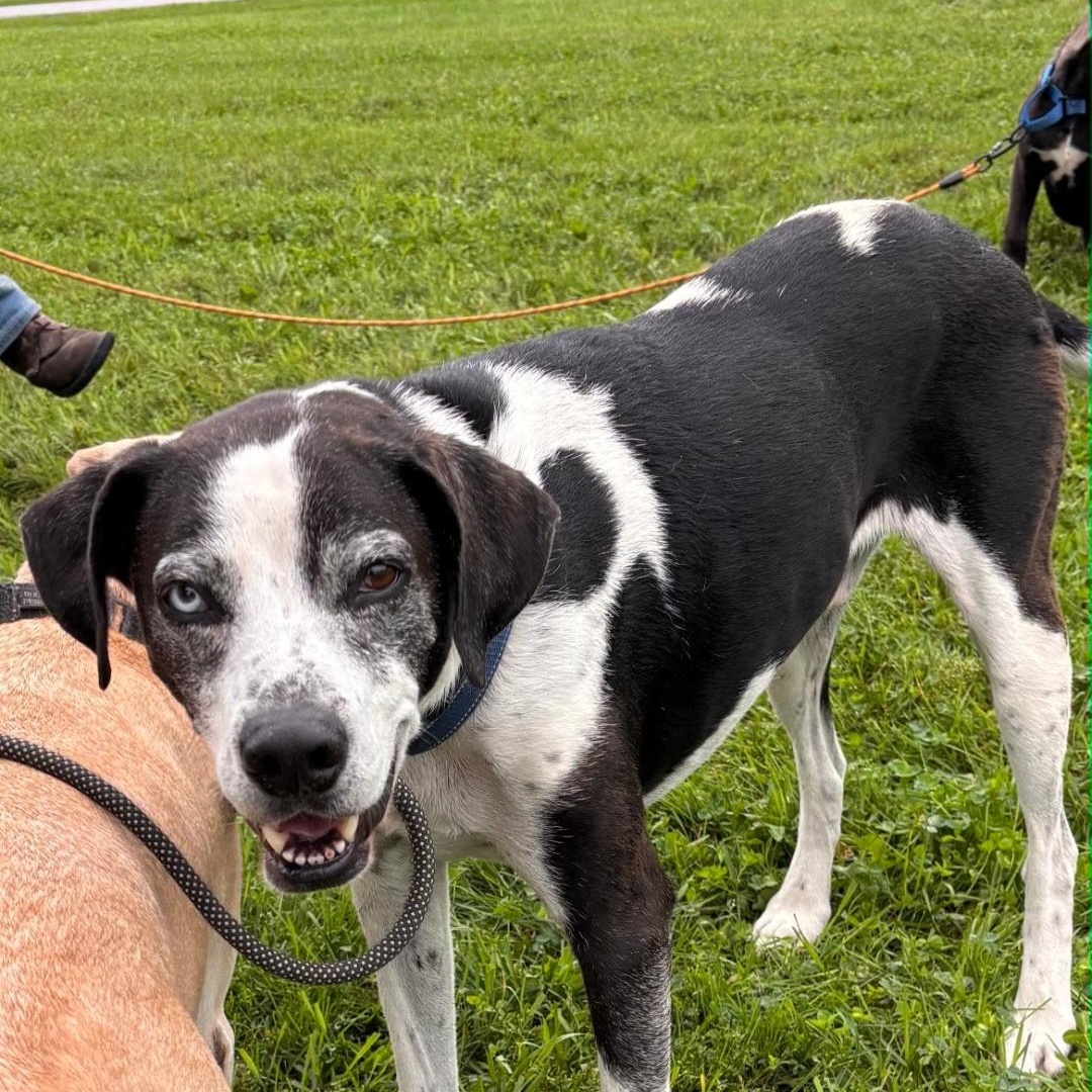 Enlarge Ozzie (& Jade), a Adoptable mixed breed in Marengo, IL image 3/6