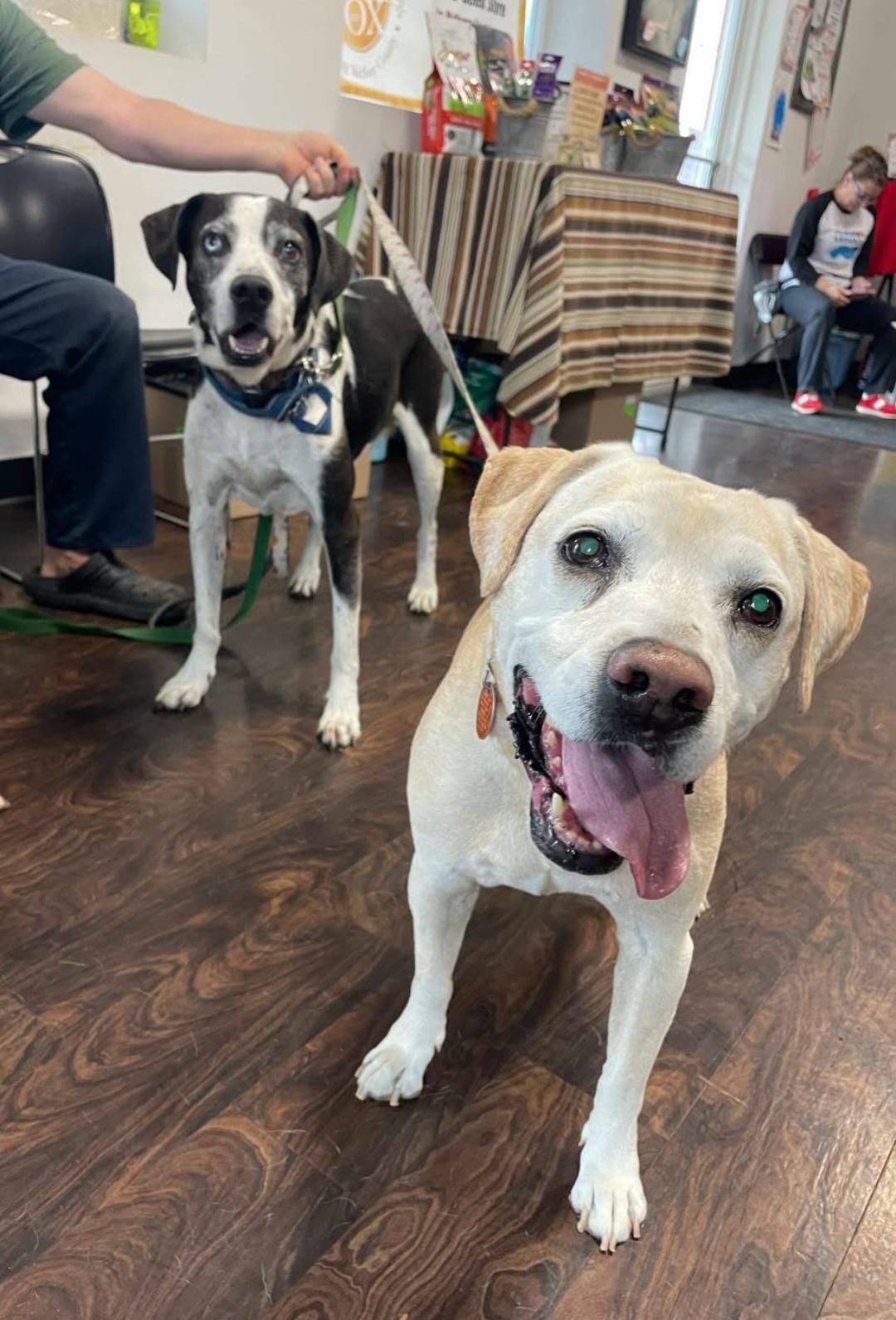 Enlarge Ozzie (& Jade), a Adoptable mixed breed in Marengo, IL image 2/6