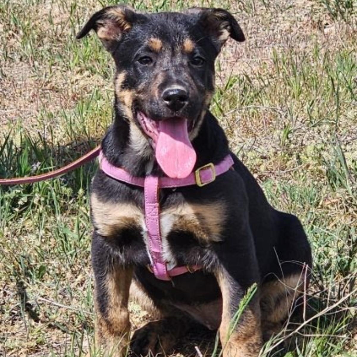 Opal, a Adoptable mixed breed in Spanaway, WA image 3/6