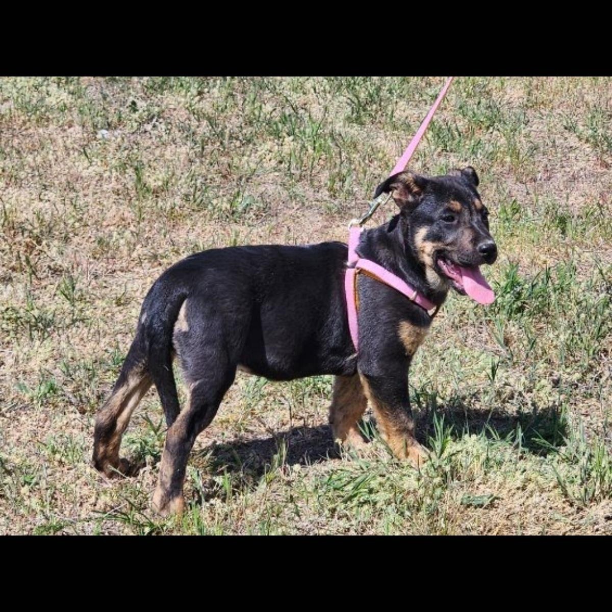 Opal, a Adoptable mixed breed in Spanaway, WA image 4/6