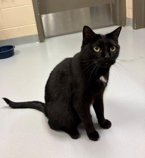 Neville, ADOPTABLE, Adult Male Domestic Short Hair.