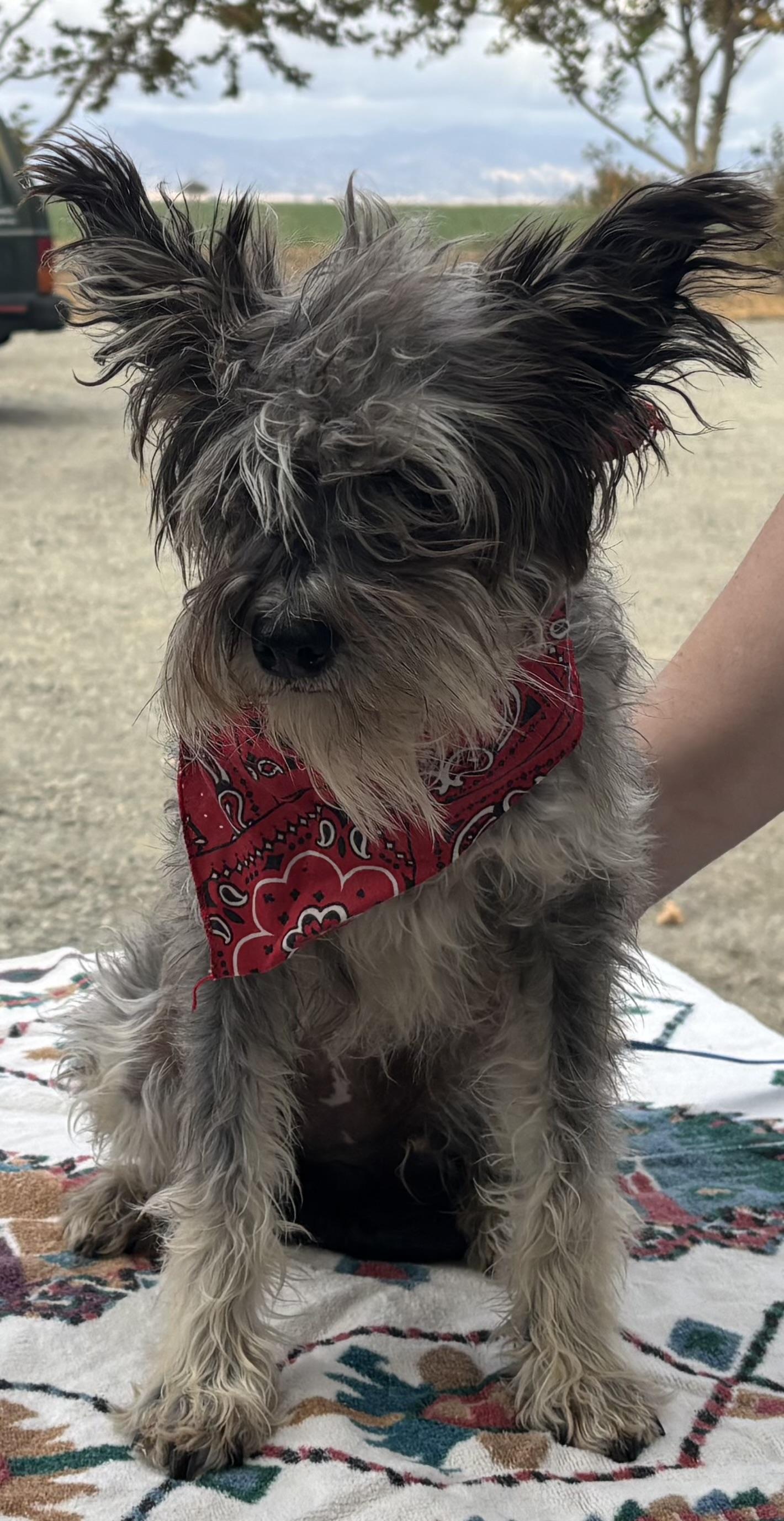 Millie