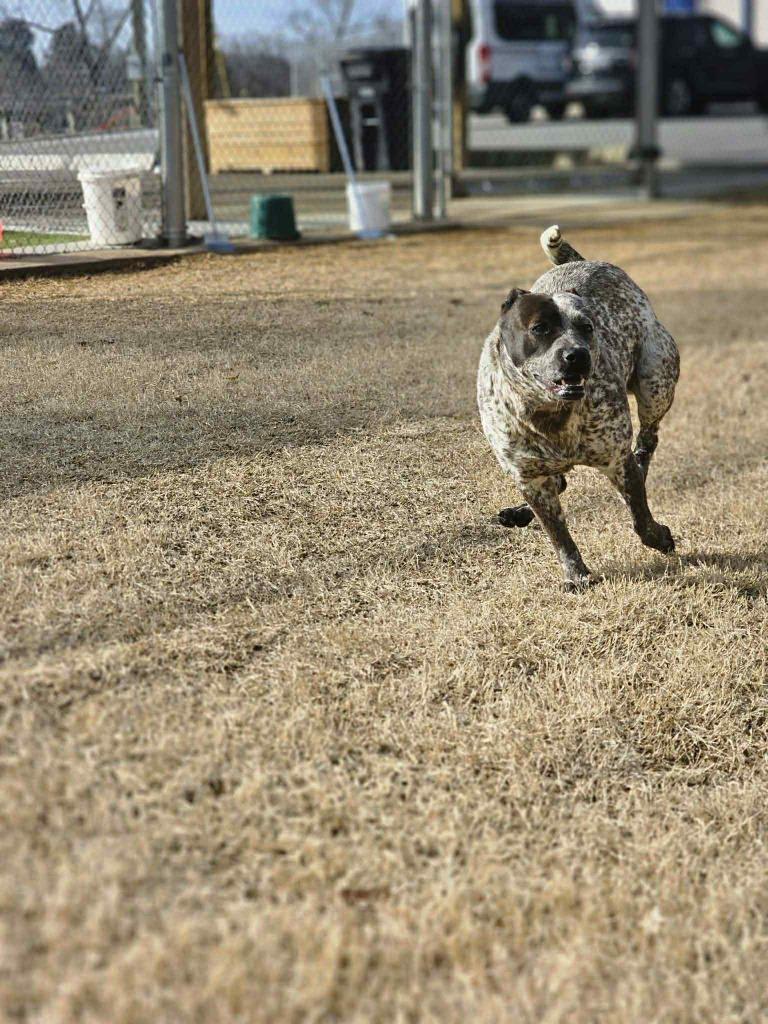 Selvie, Adoptable, Adult Female Terrier.