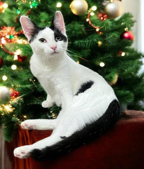 Lu’lemon — The Christmas Pixie with Pep and Pizzazz!