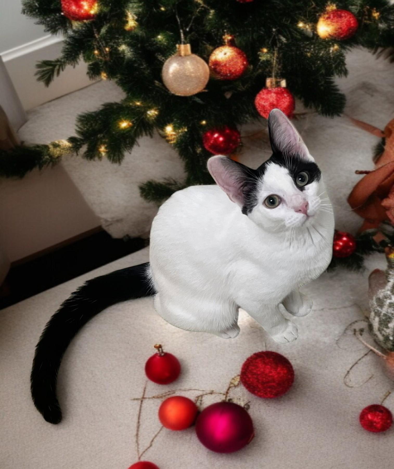 Lu’lemon — The Christmas Pixie with Pep and Pizzazz!