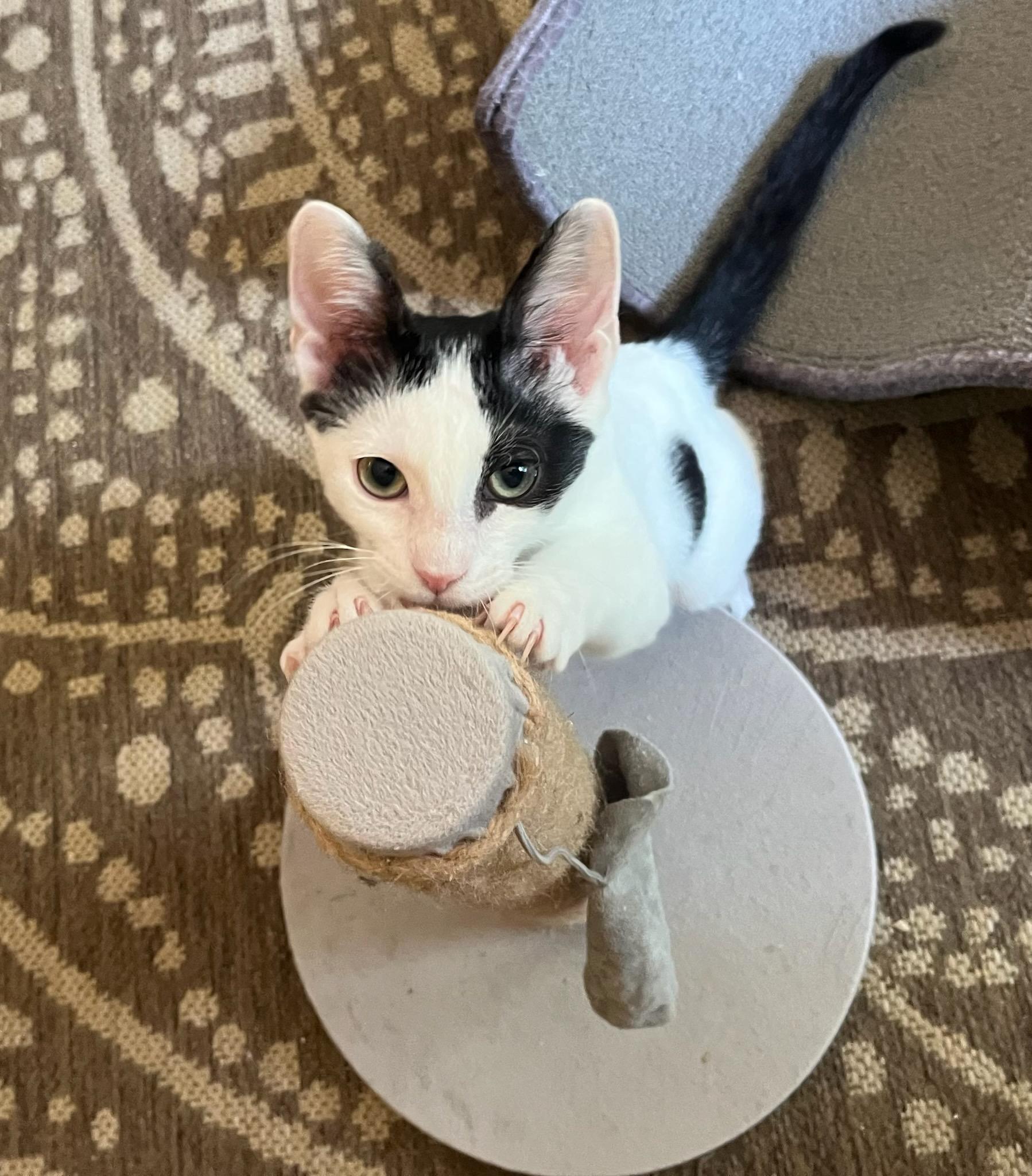 Lu’lemon — The Christmas Pixie with Pep and Pizzazz!