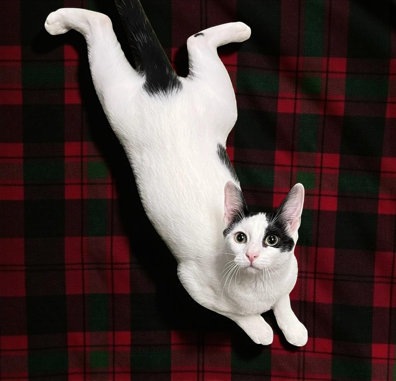 Lu’lemon — The Christmas Pixie with Pep and Pizzazz!