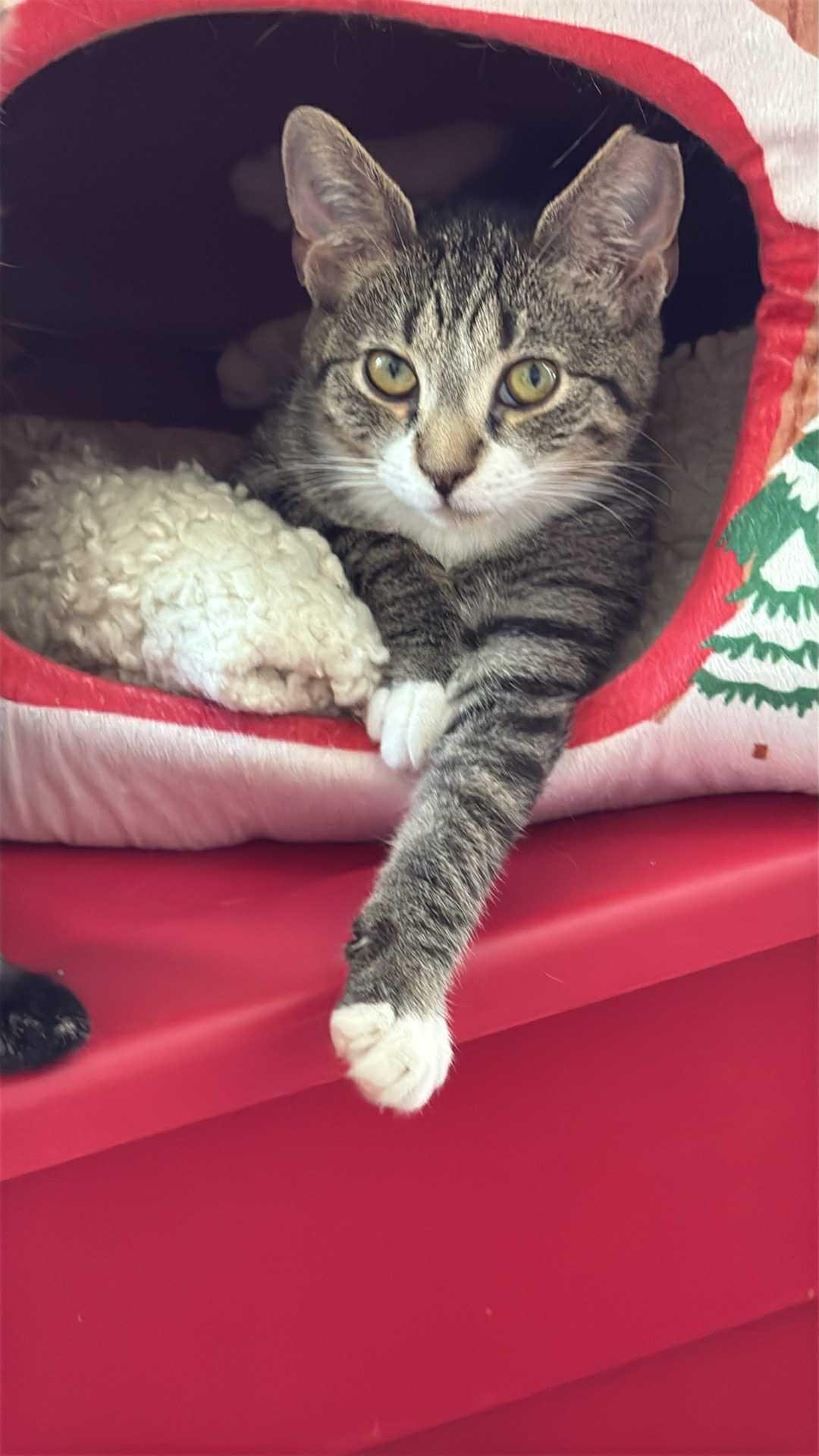 Jack, a Adoptable Domestic Short Hair in Charlotte, NC image 1/3