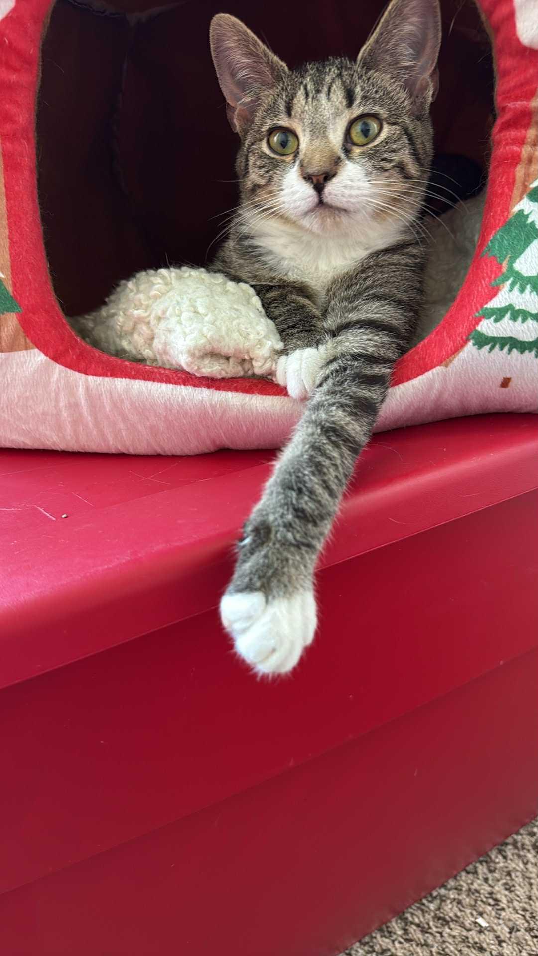 Jack, a Adoptable Domestic Short Hair in Charlotte, NC image 2/3