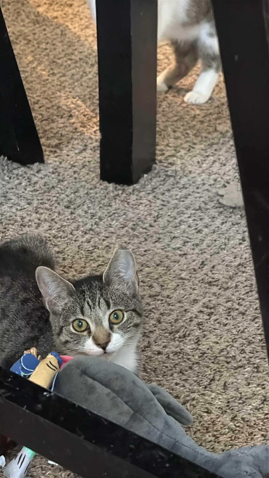 Jack, a Adoptable Domestic Short Hair in Charlotte, NC image 3/3