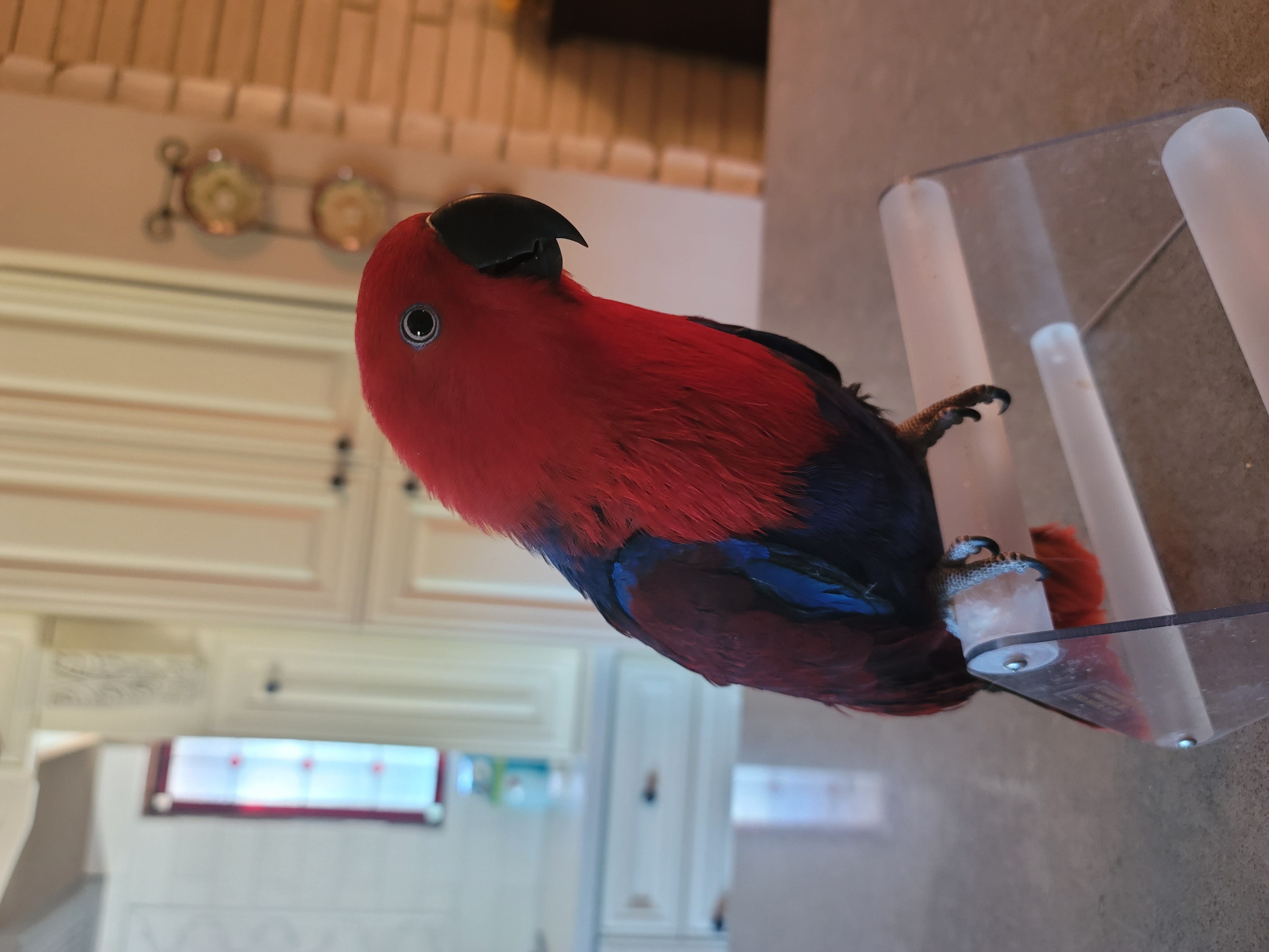 Cordelia, Adopted, Young Female Eclectus.