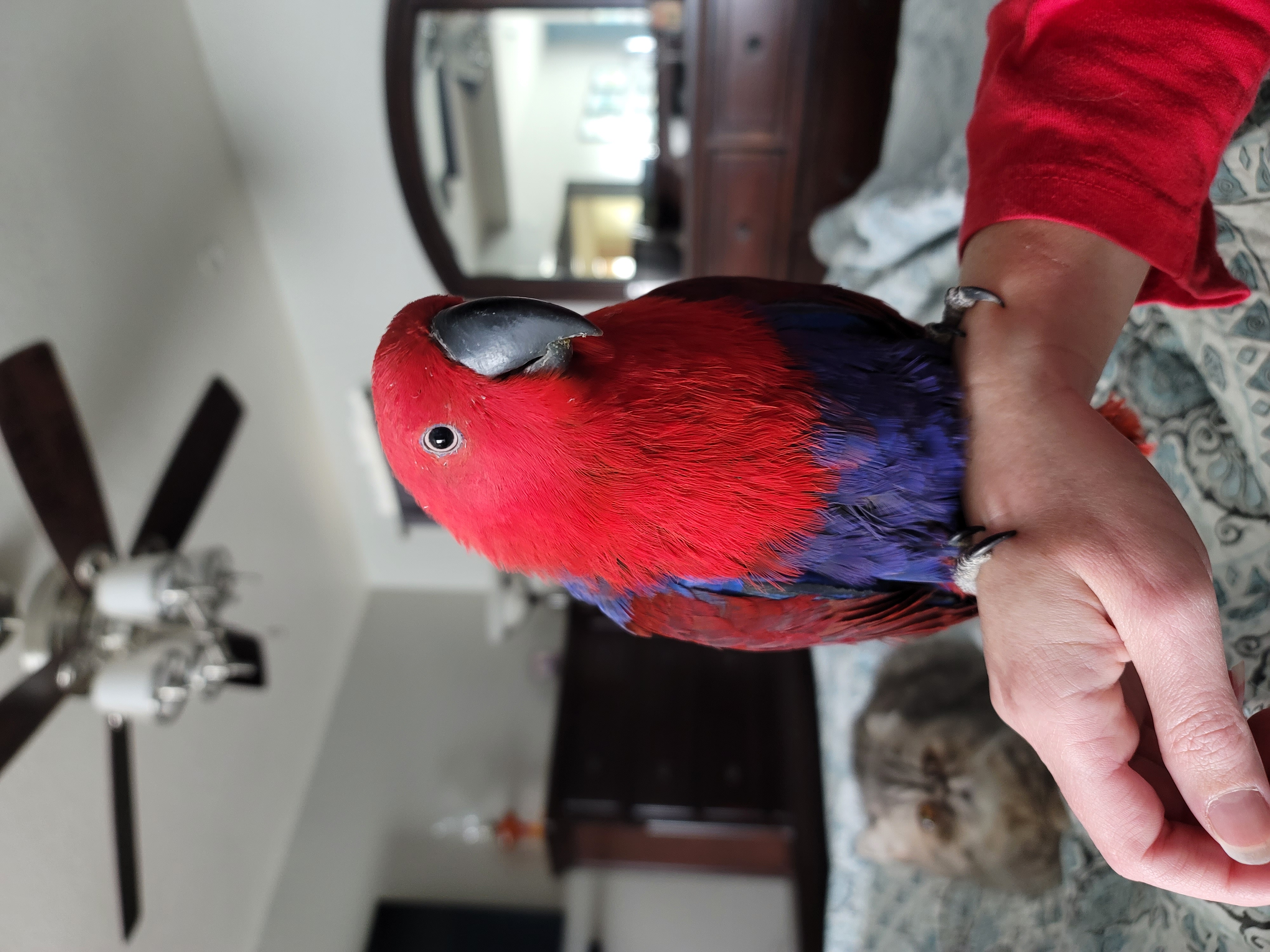 Cordelia, a Adopted Eclectus in Redlands, CA image 2/4