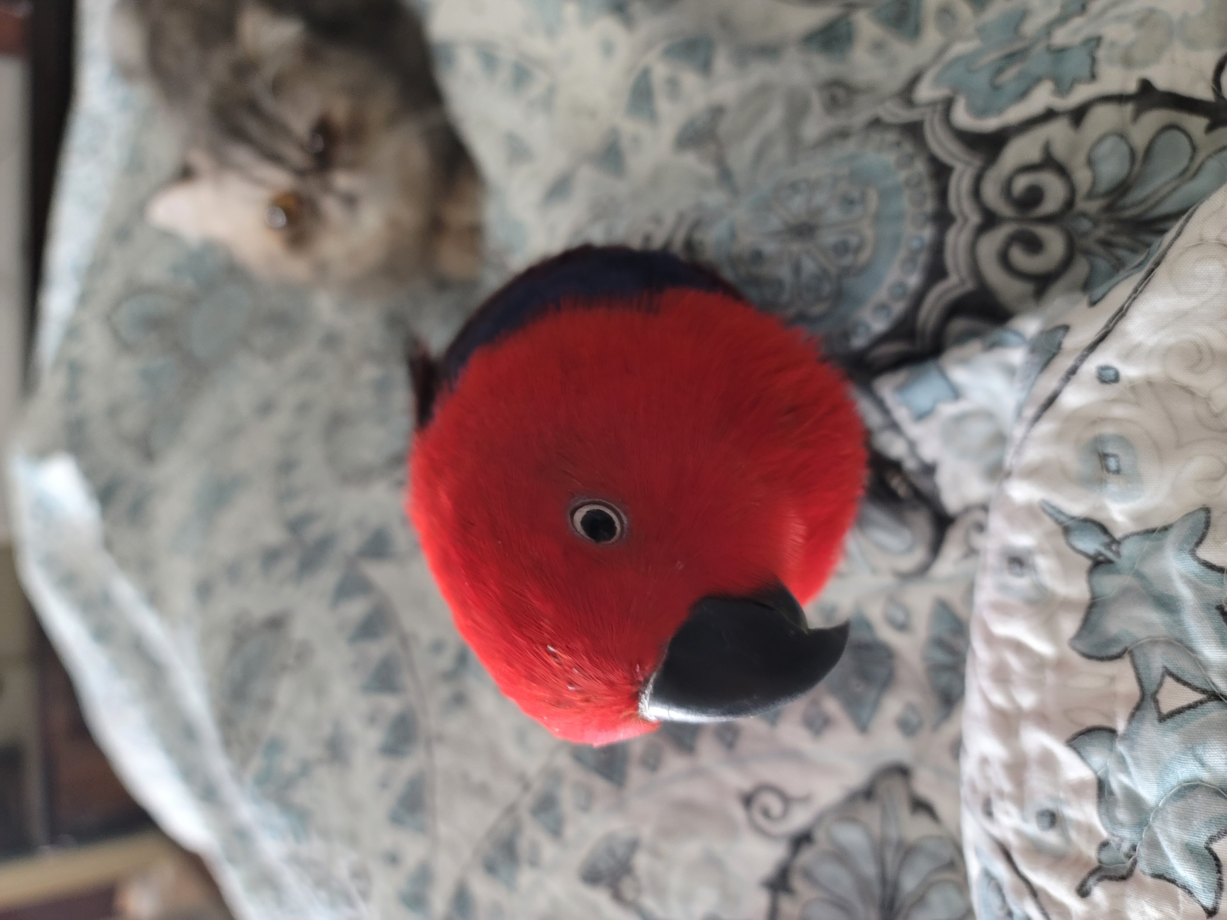 Cordelia, a Adopted Eclectus in Redlands, CA image 3/4