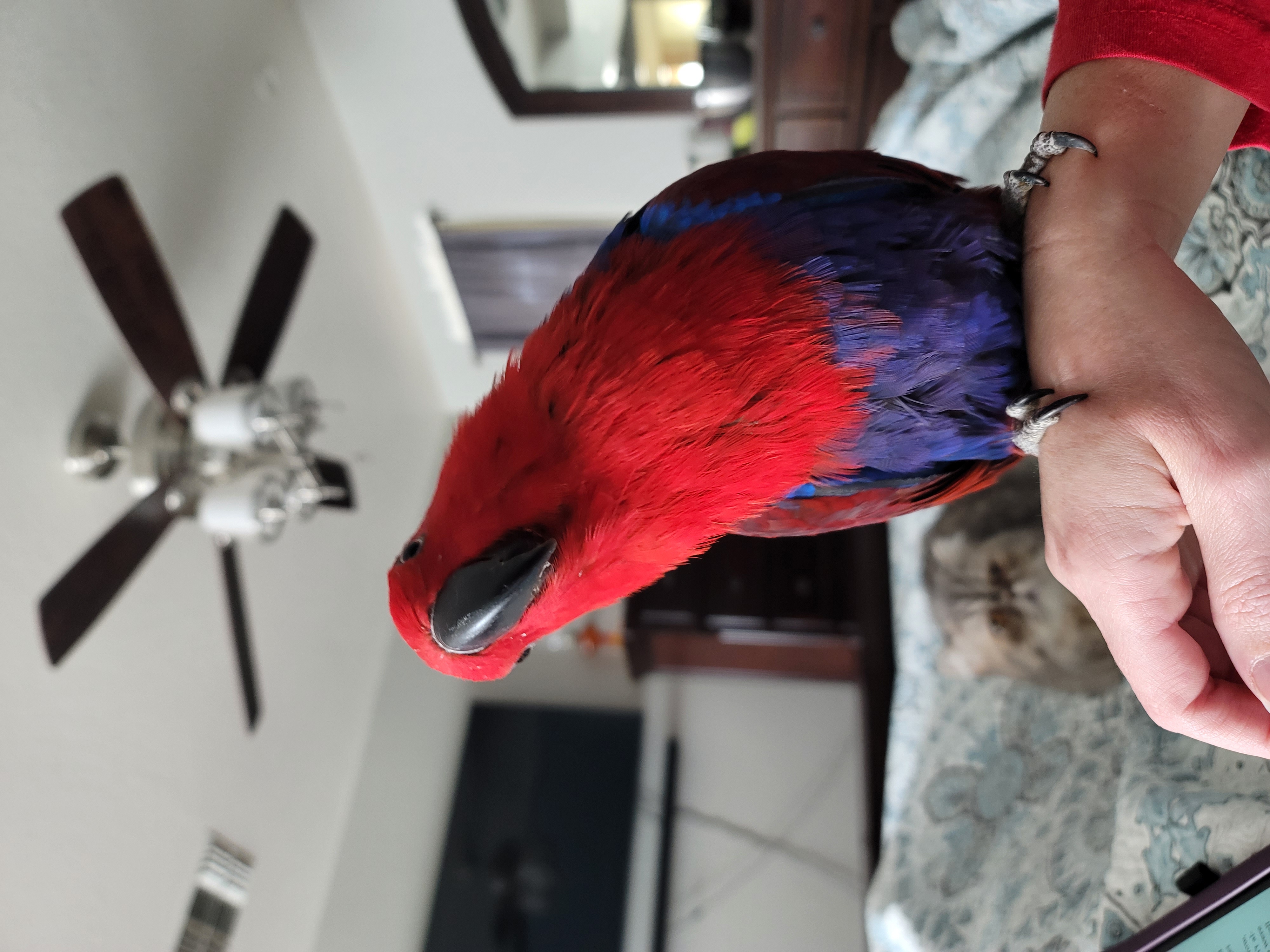 Cordelia, a Adopted Eclectus in Redlands, CA image 4/4