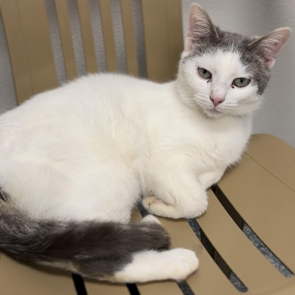 Mystery aka Myles, an adoptable Domestic Short Hair in Portsmouth, OH, 45662 | Photo Image 1