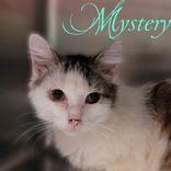 Mystery aka Myles, an adoptable Domestic Short Hair in Portsmouth, OH, 45662 | Photo Image 2