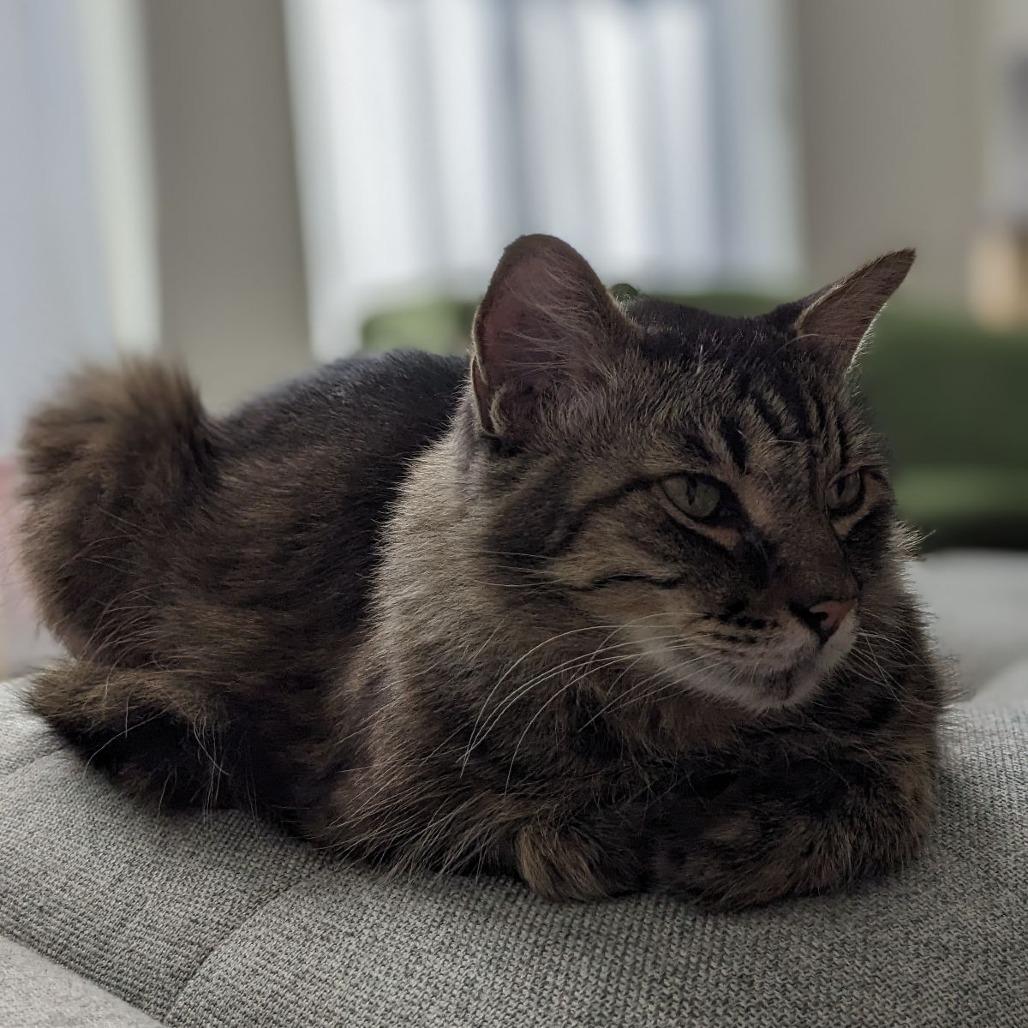 Hammie, Adoptable, Senior Male Maine Coon.