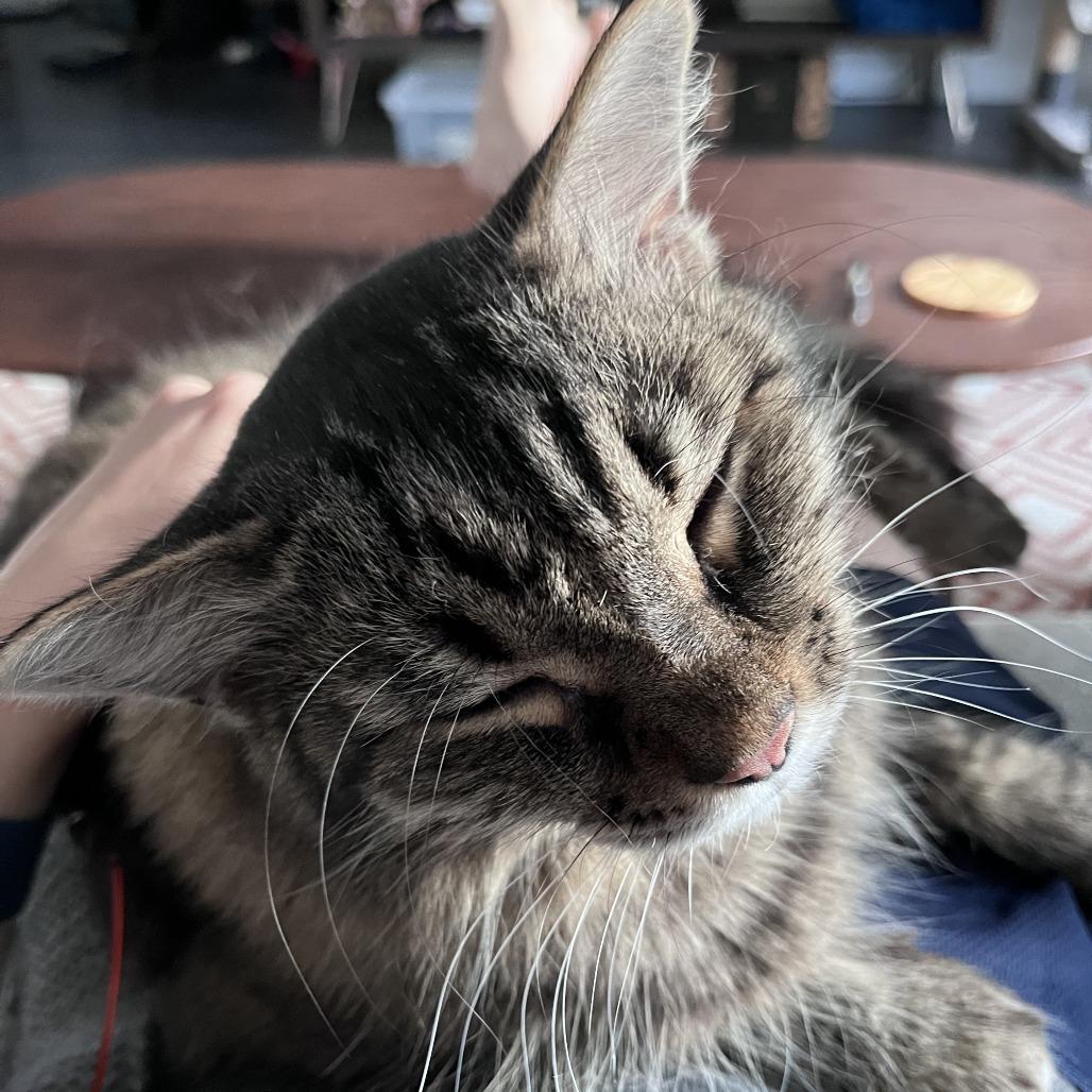 Enlarge Hammie, a Adoptable Maine Coon in Pacifica, CA image 2/6