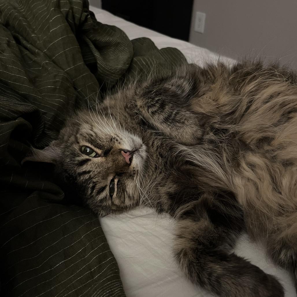 Enlarge Hammie, a Adoptable Maine Coon in Pacifica, CA image 3/6