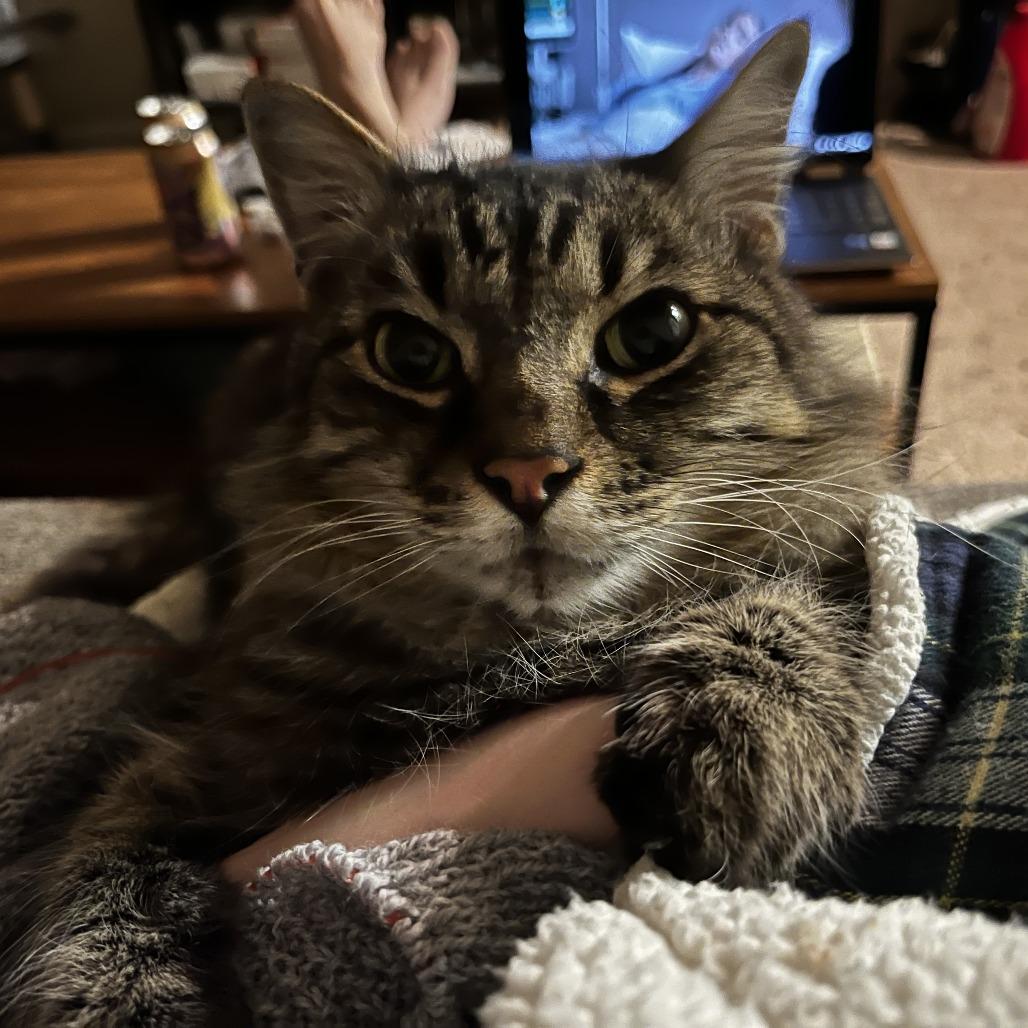 Enlarge Hammie, a Adoptable Maine Coon in Pacifica, CA image 4/6