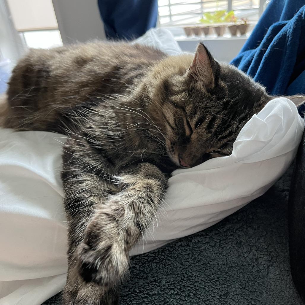 Enlarge Hammie, a Adoptable Maine Coon in Pacifica, CA image 6/6
