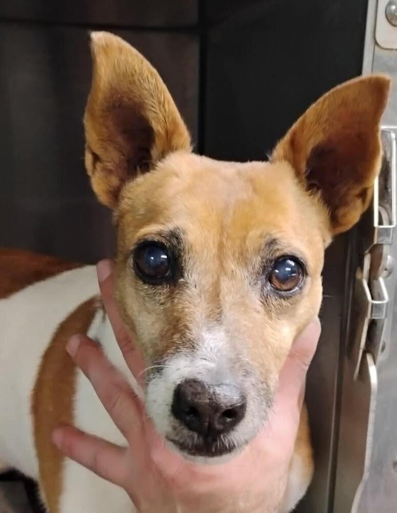 Enlarge Chip, a Adoptable Jack Russell Terrier in Minneapolis, MN image 1/1