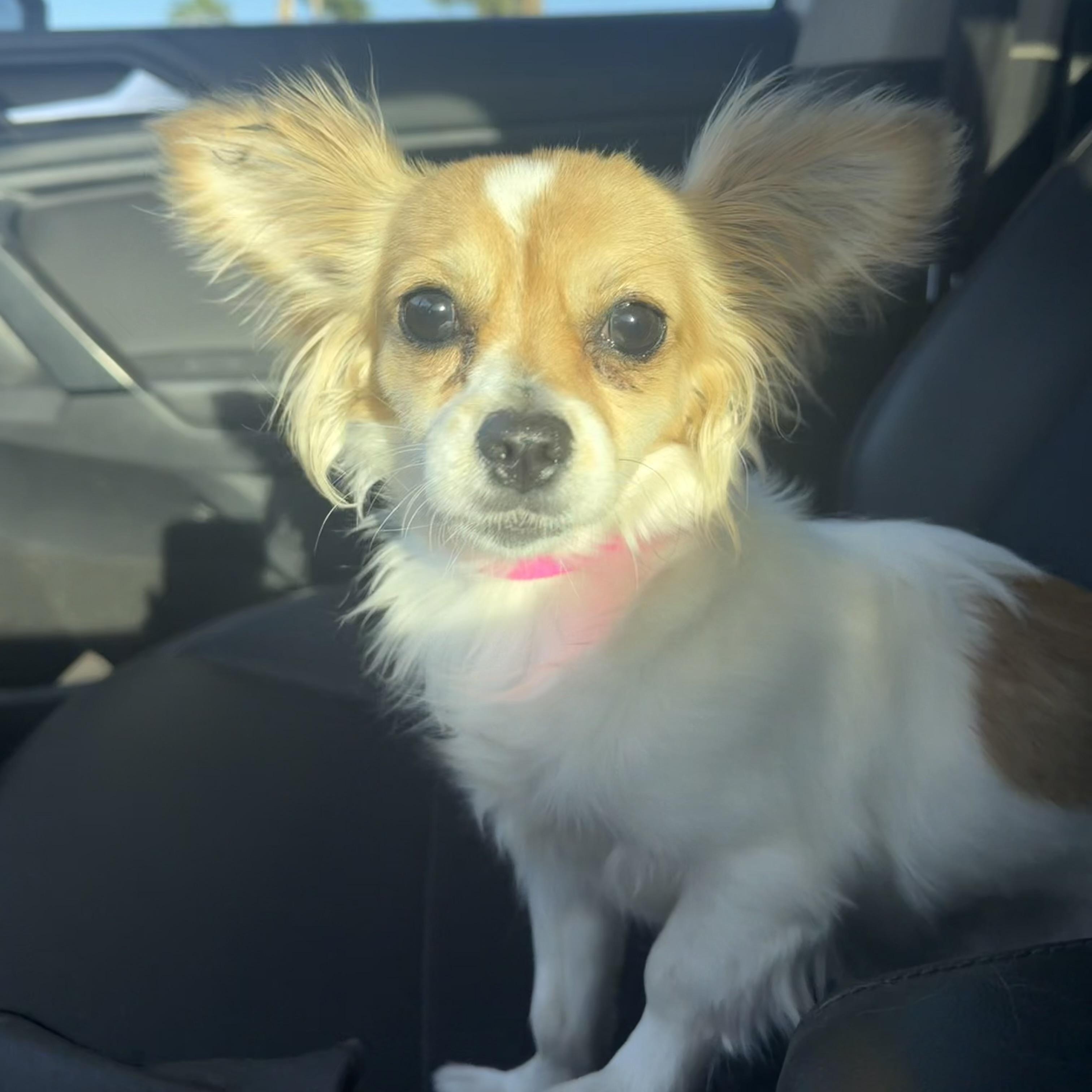 Enlarge Nova , an adopted mixed breed in Henderson, NV image 2/2