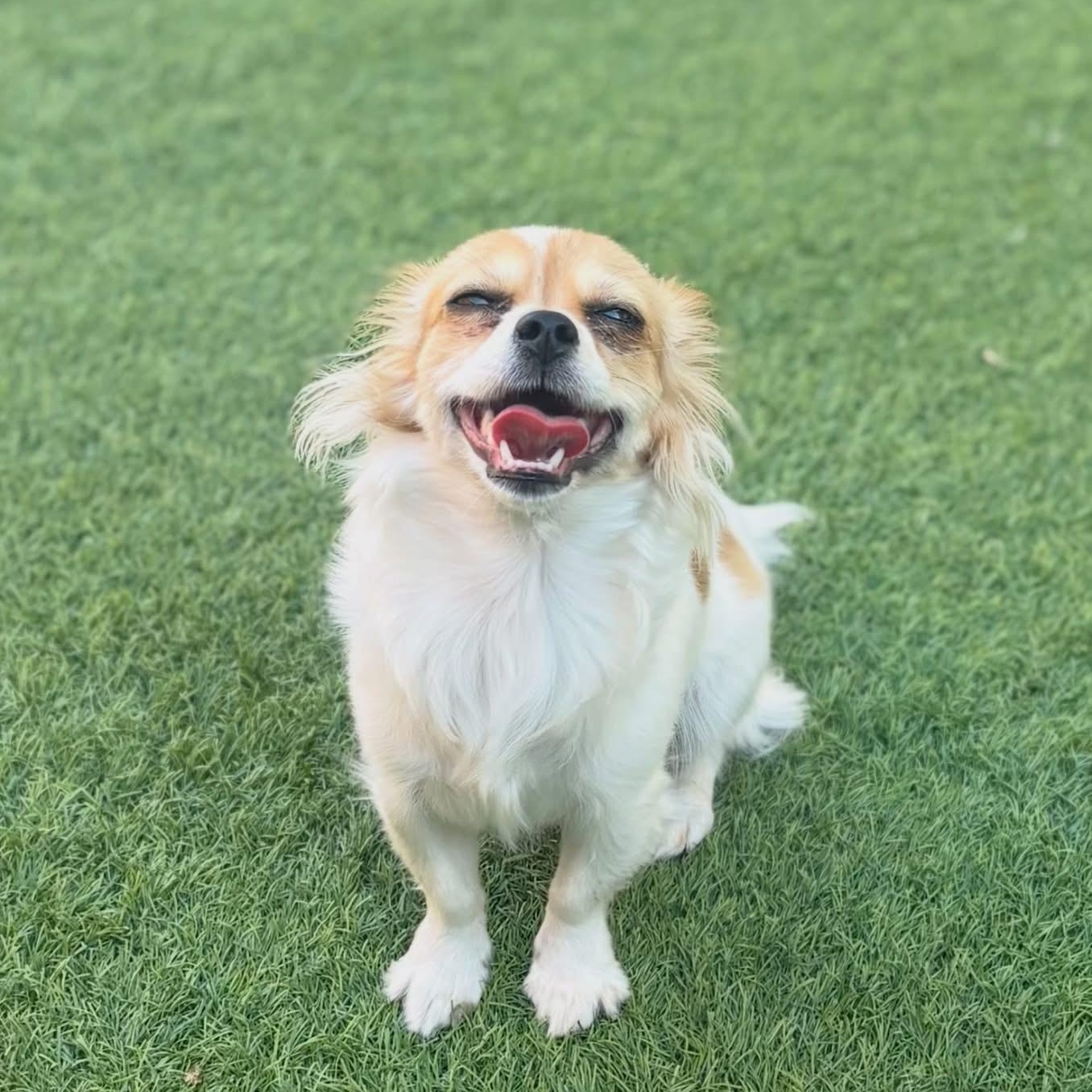 Enlarge Nova , an adopted mixed breed in Henderson, NV image 1/2