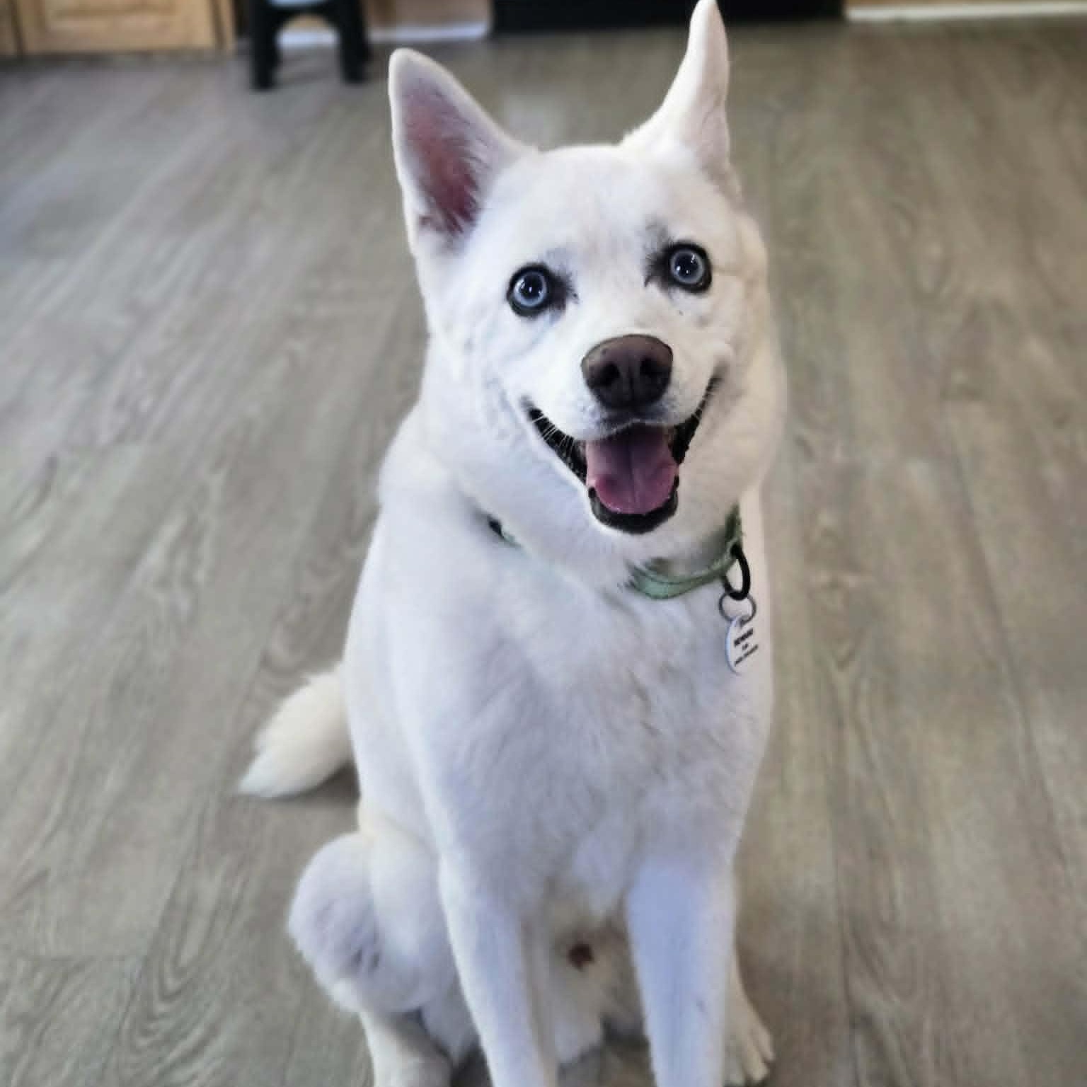 Ghost, adoptable, Senior Male Klee Kai.