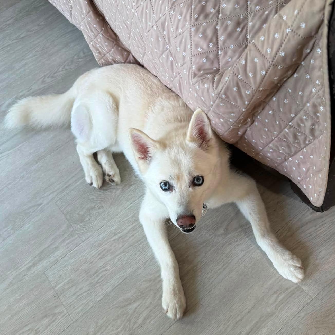Ghost, an adoptable mixed breed in Severn, MD image 5/6