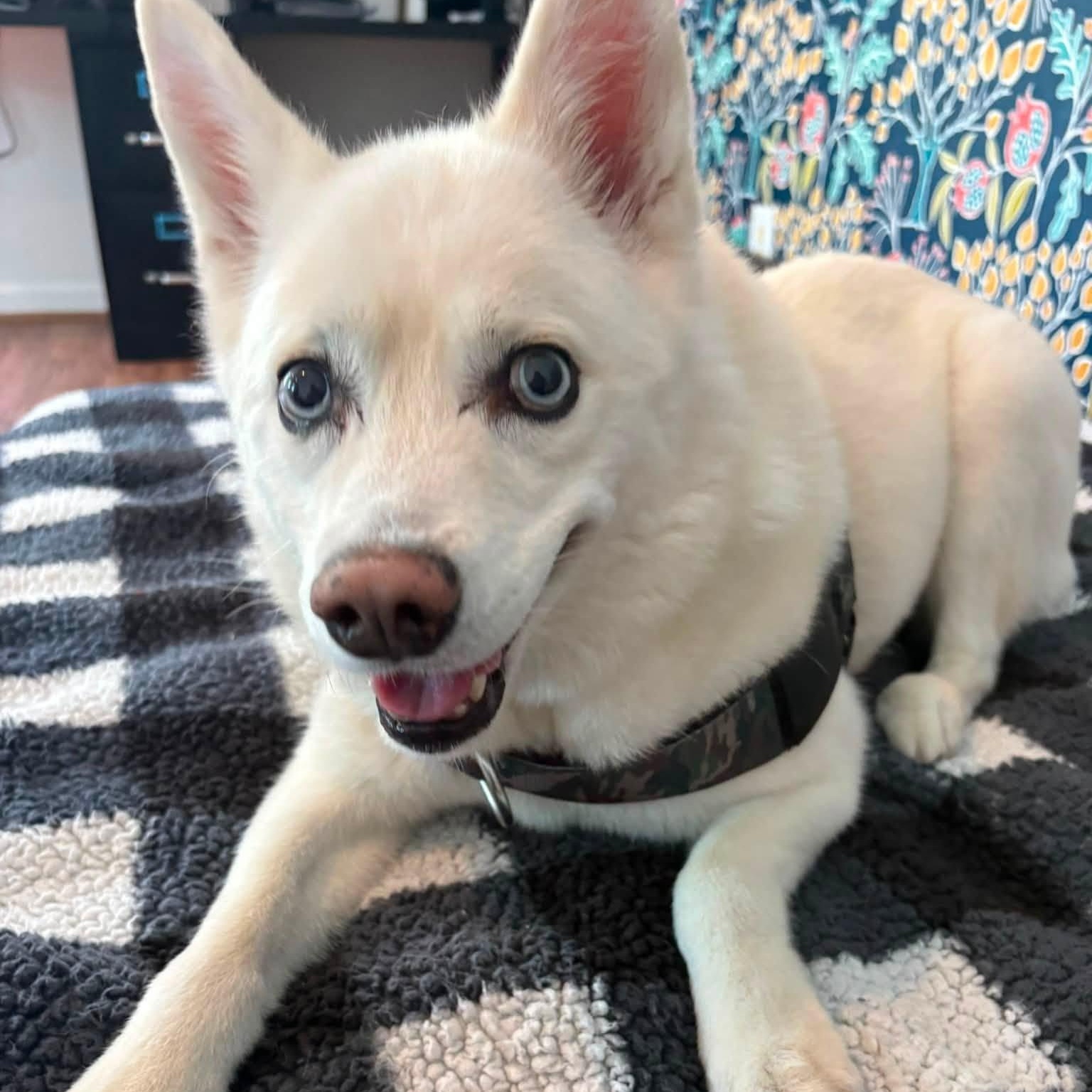 Ghost, an adoptable mixed breed in Severn, MD image 2/6