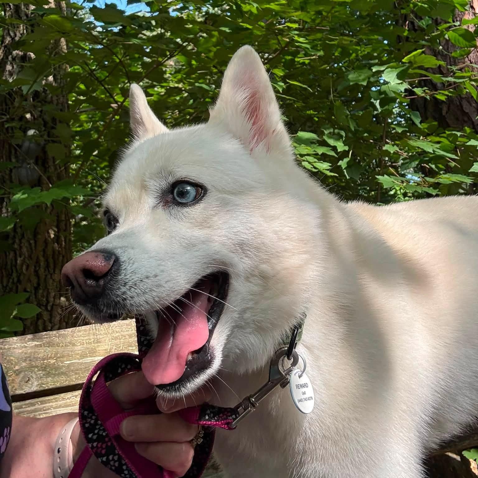 Ghost, an adoptable mixed breed in Severn, MD image 4/6