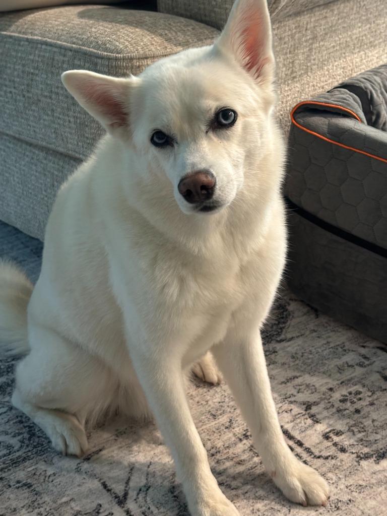 Ghost, an adoptable mixed breed in Severn, MD image 3/6