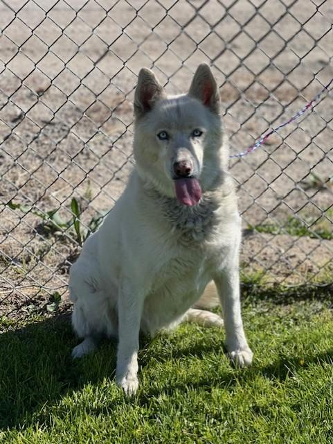 61875054-Luna, Adoptable, Senior Female Husky.