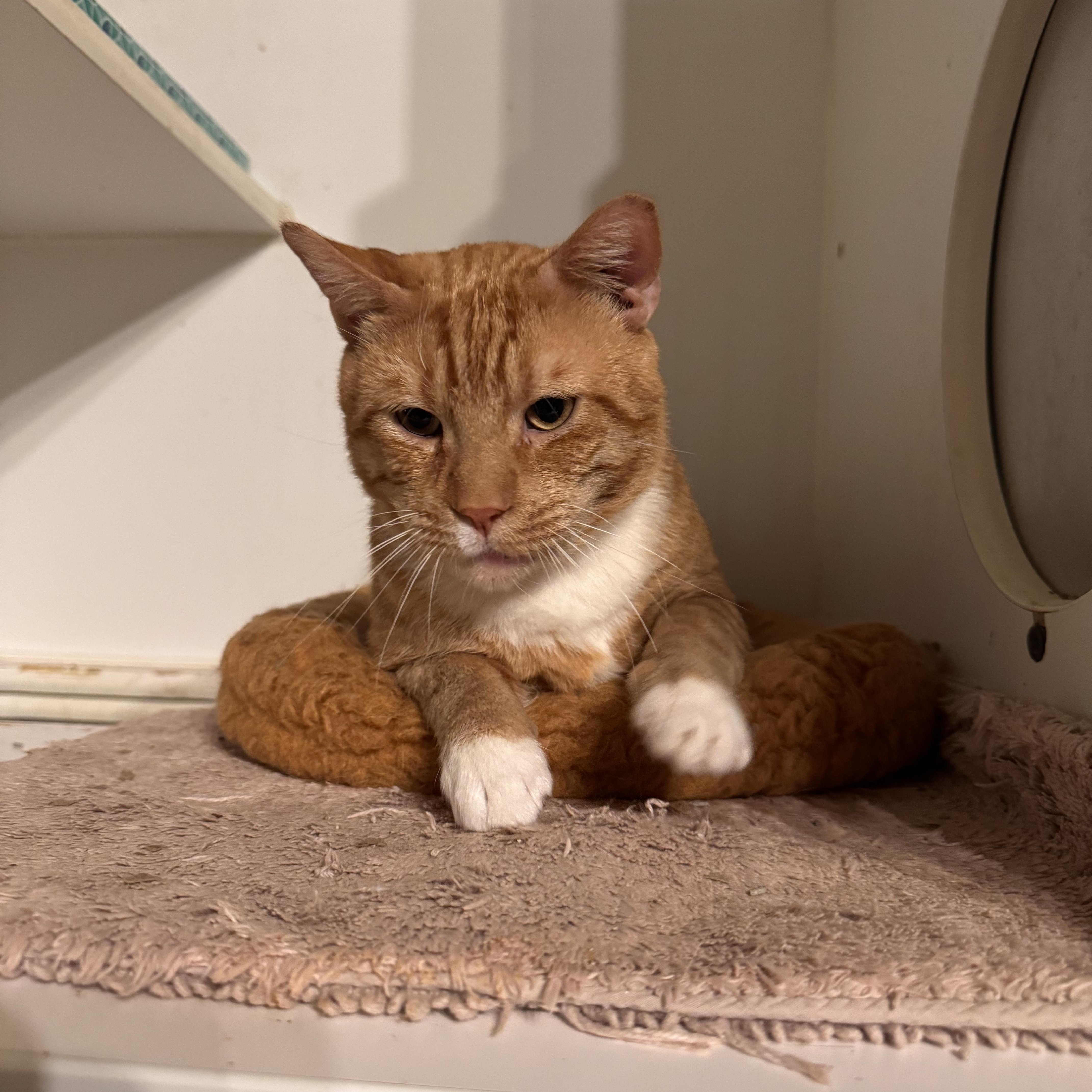 Cosmo, Adoptable, Adult Male Domestic Short Hair.