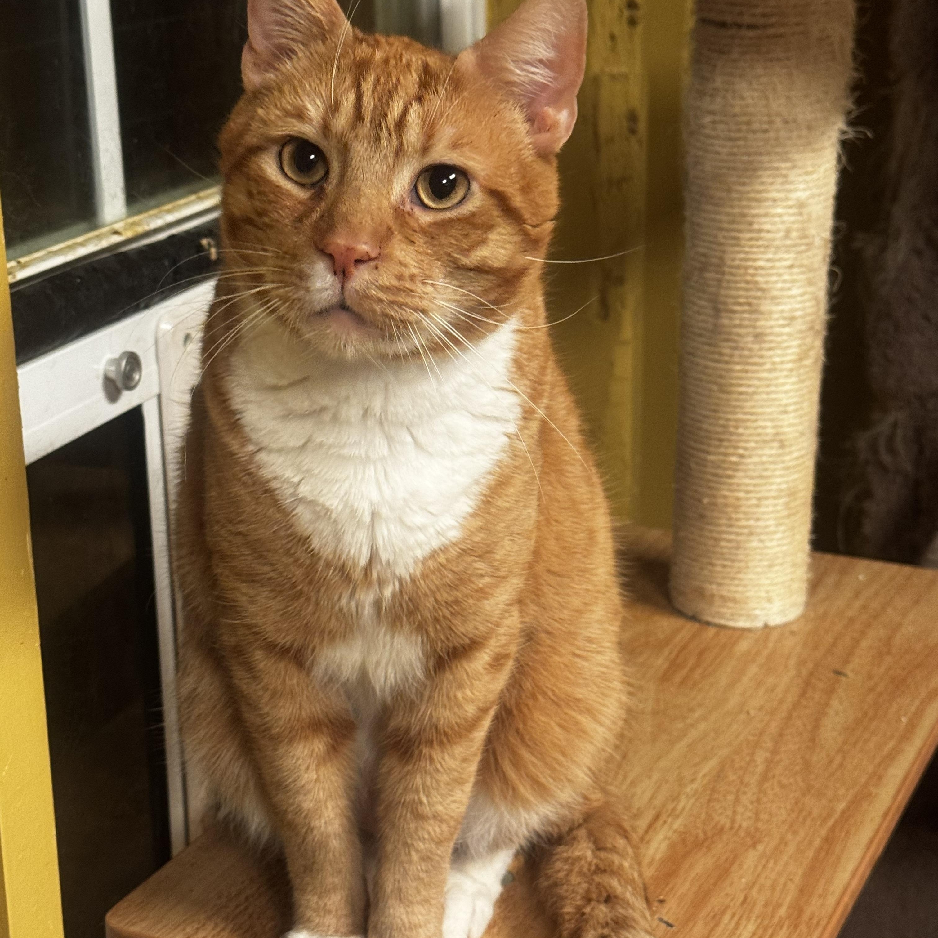 Cosmo, a Adoptable Domestic Short Hair in MABLETON, GA image 1/5