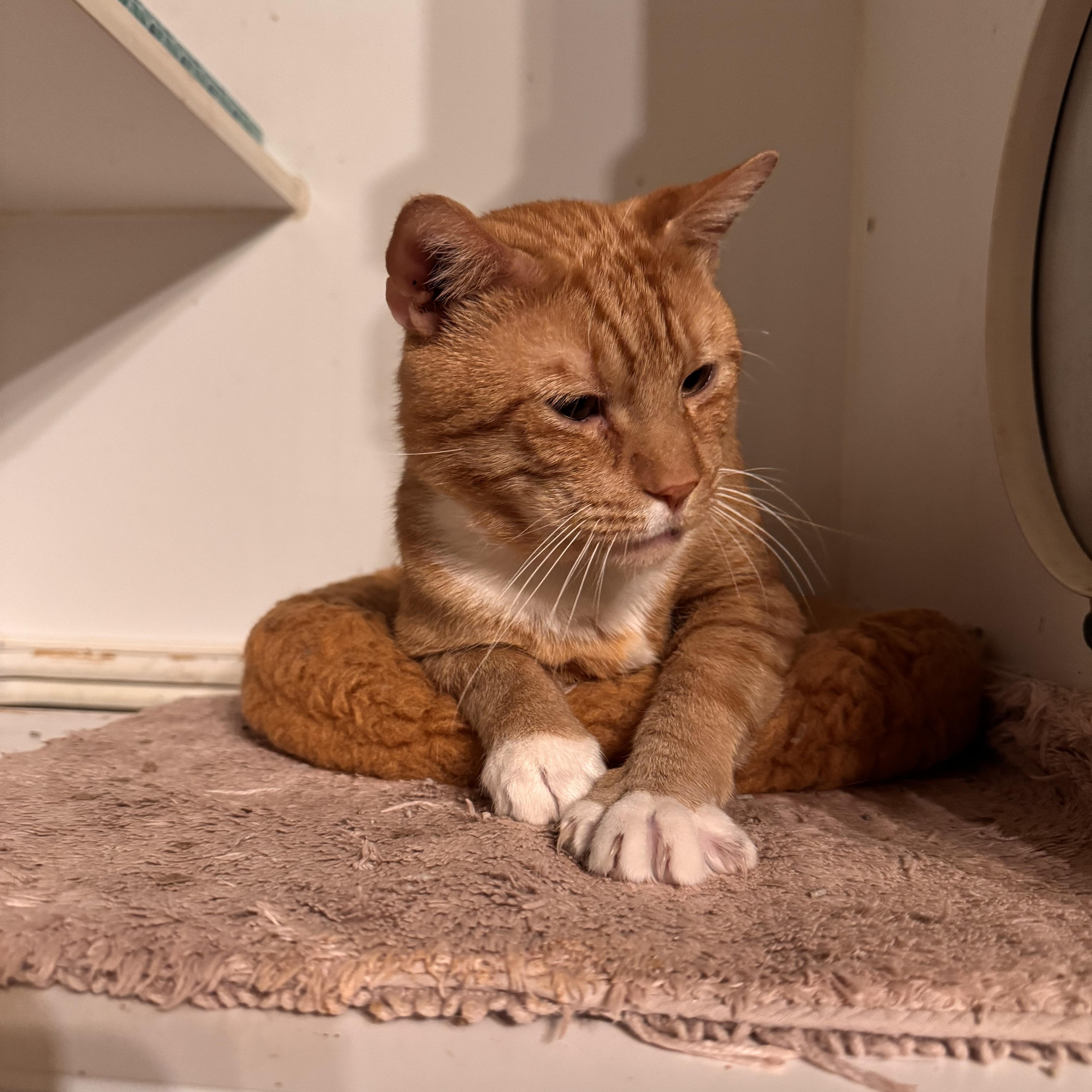 Cosmo, a Adoptable Domestic Short Hair in MABLETON, GA image 5/5