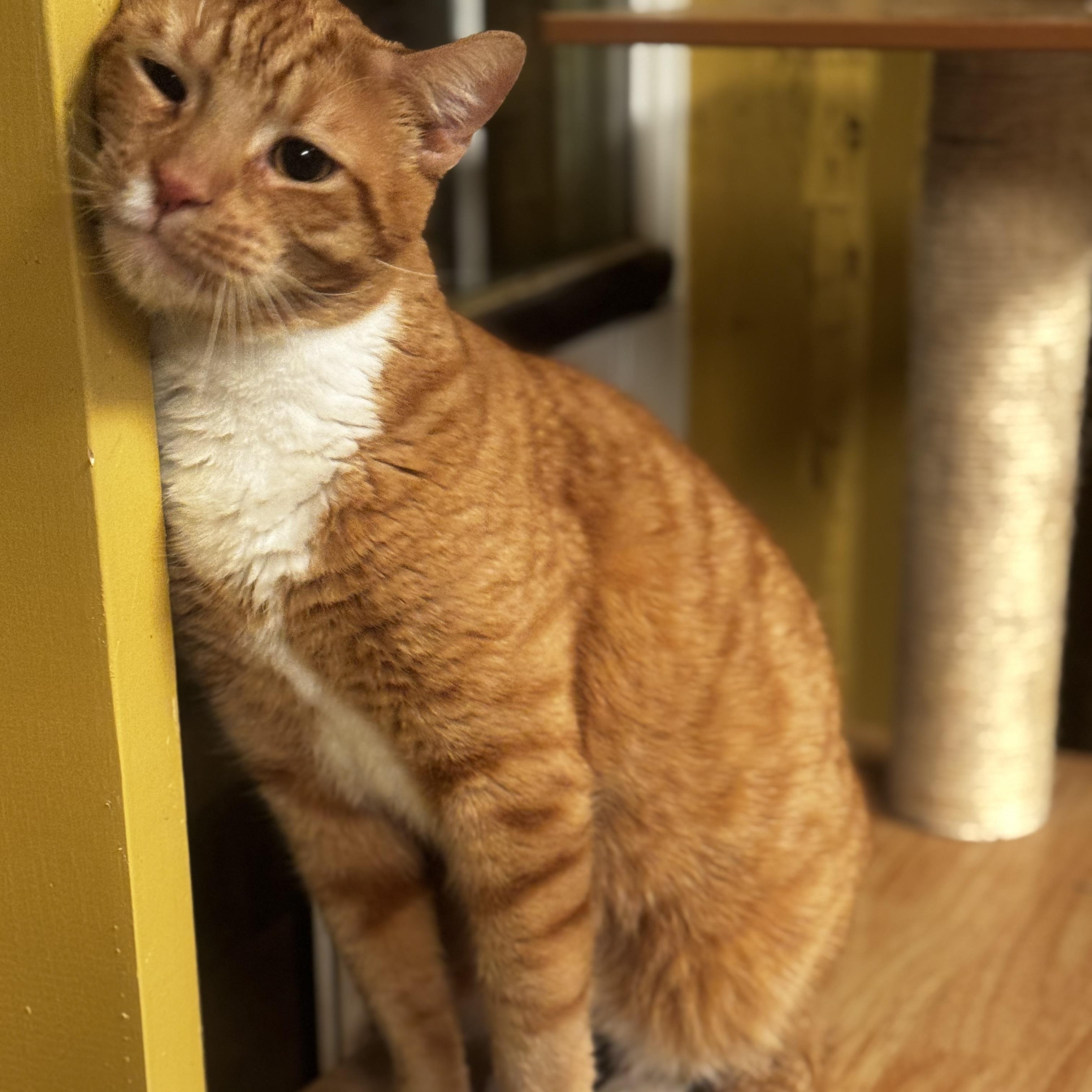 Cosmo, a Adoptable Domestic Short Hair in MABLETON, GA image 2/5